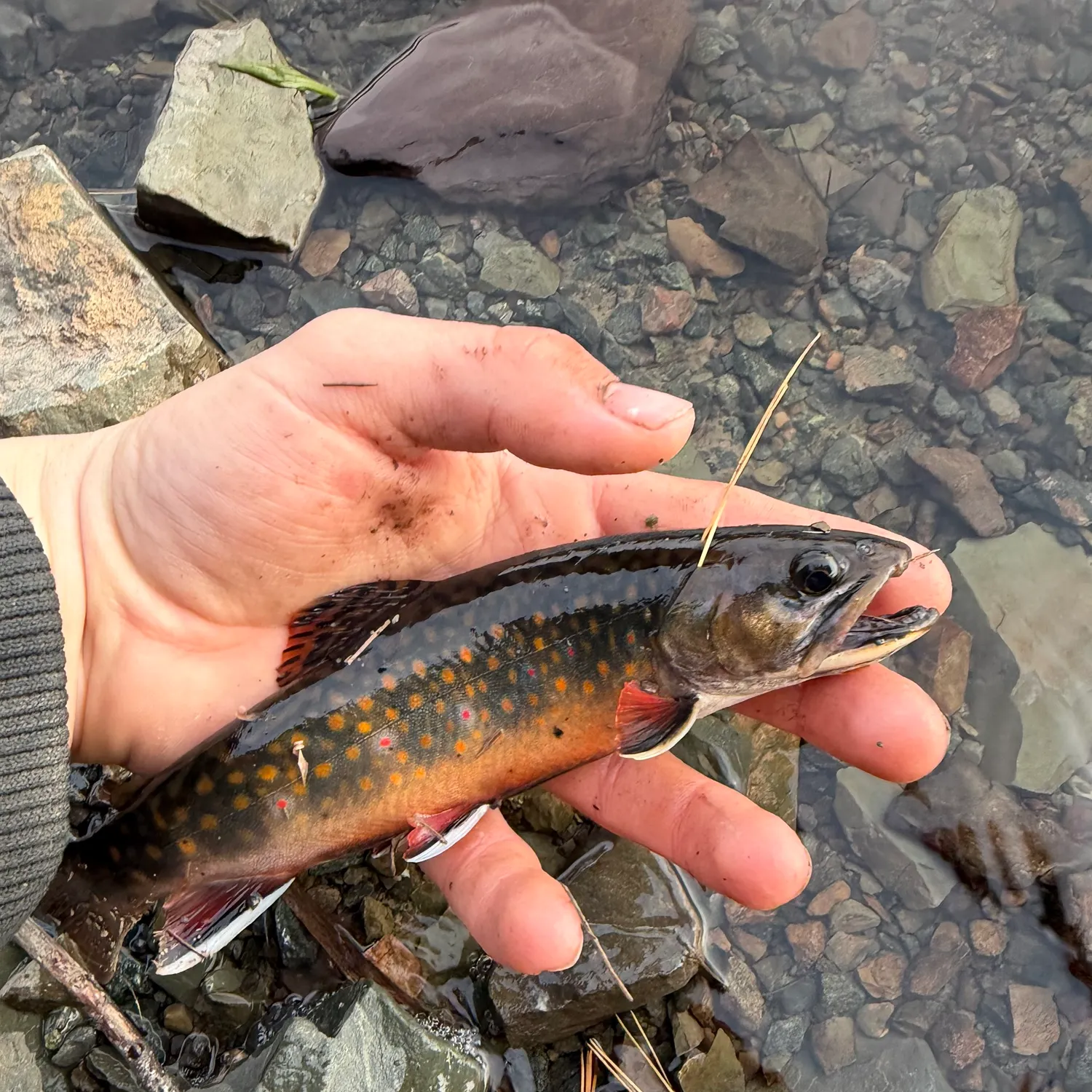 Brook trout caught on Fishbrain