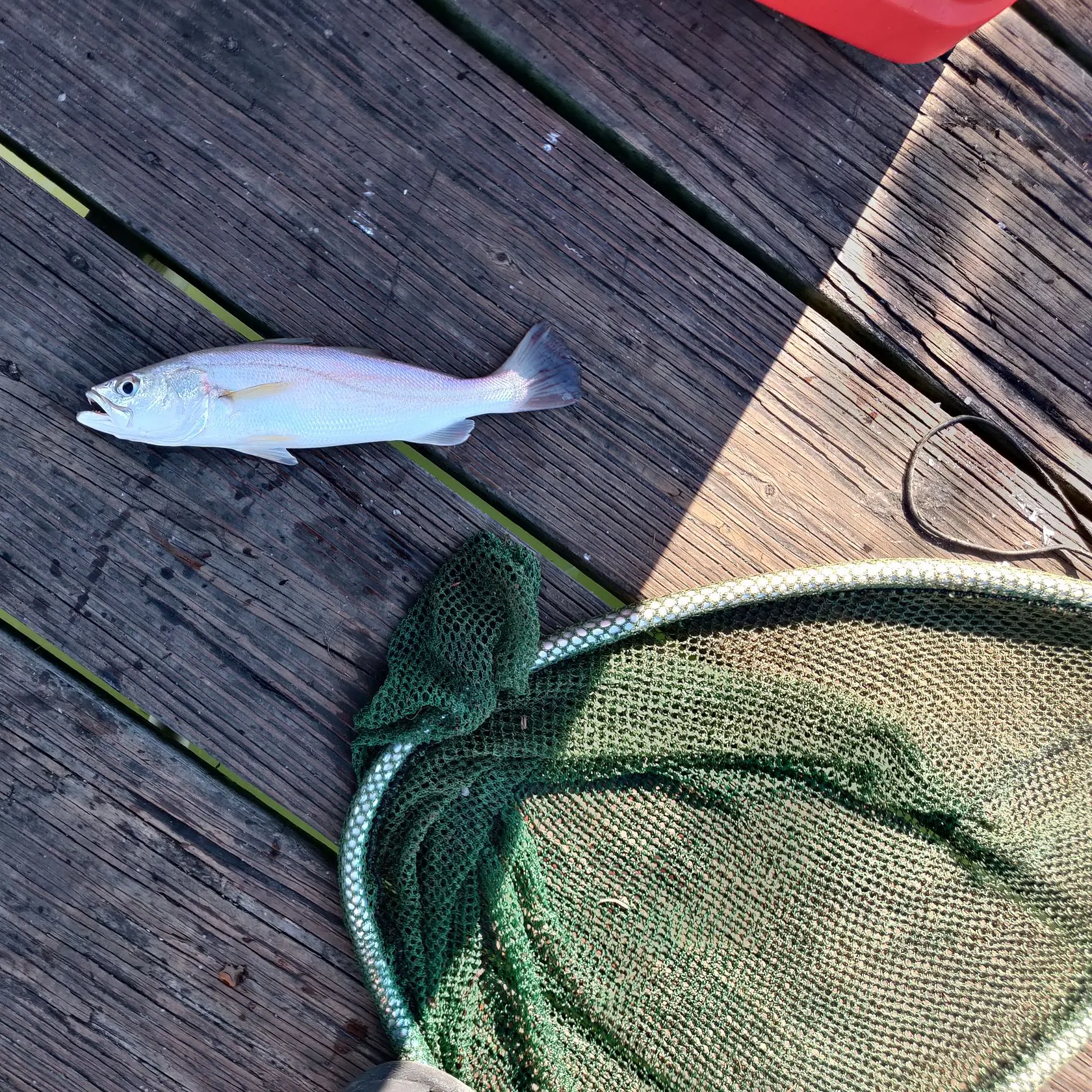 The most recent Sand seatrout catches on Fishbrain