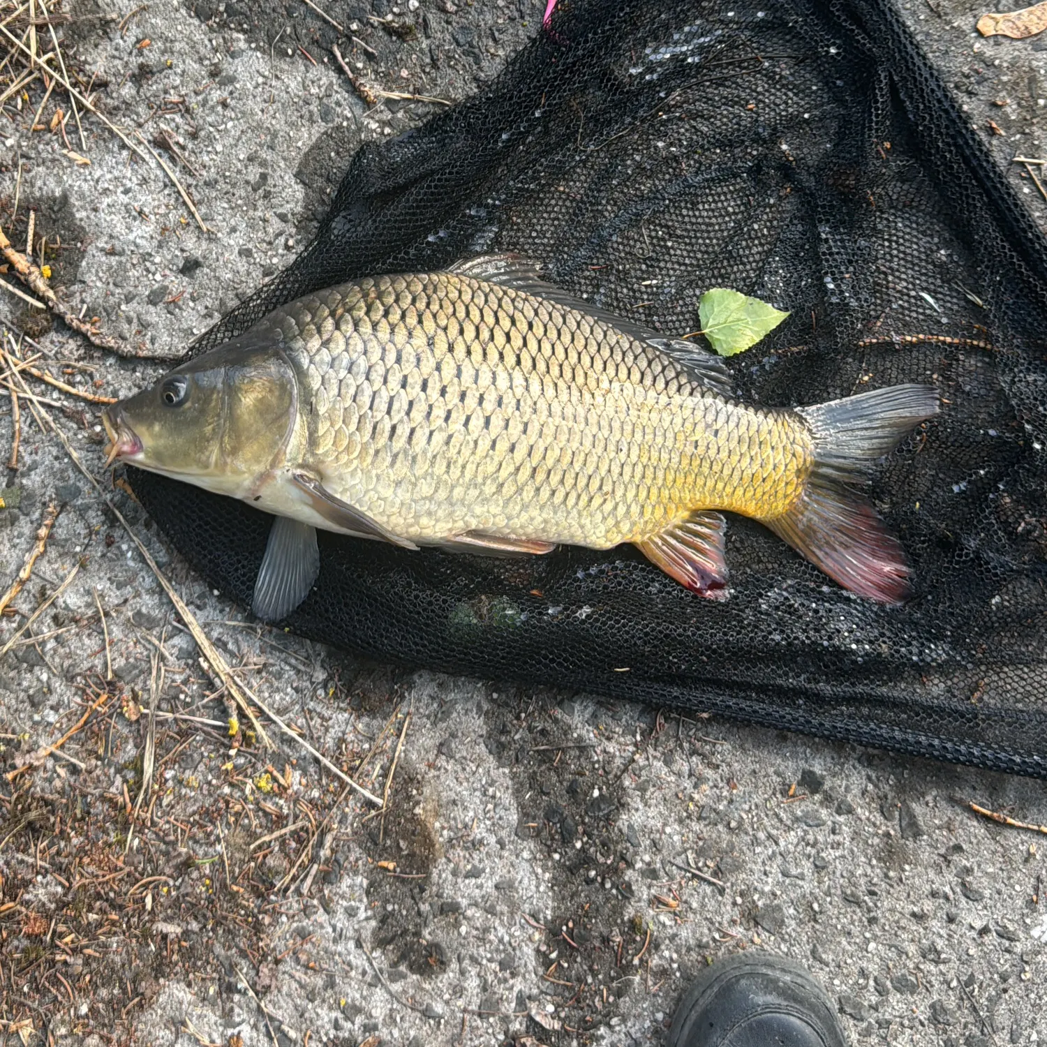 Common carp caught on Fishbrain