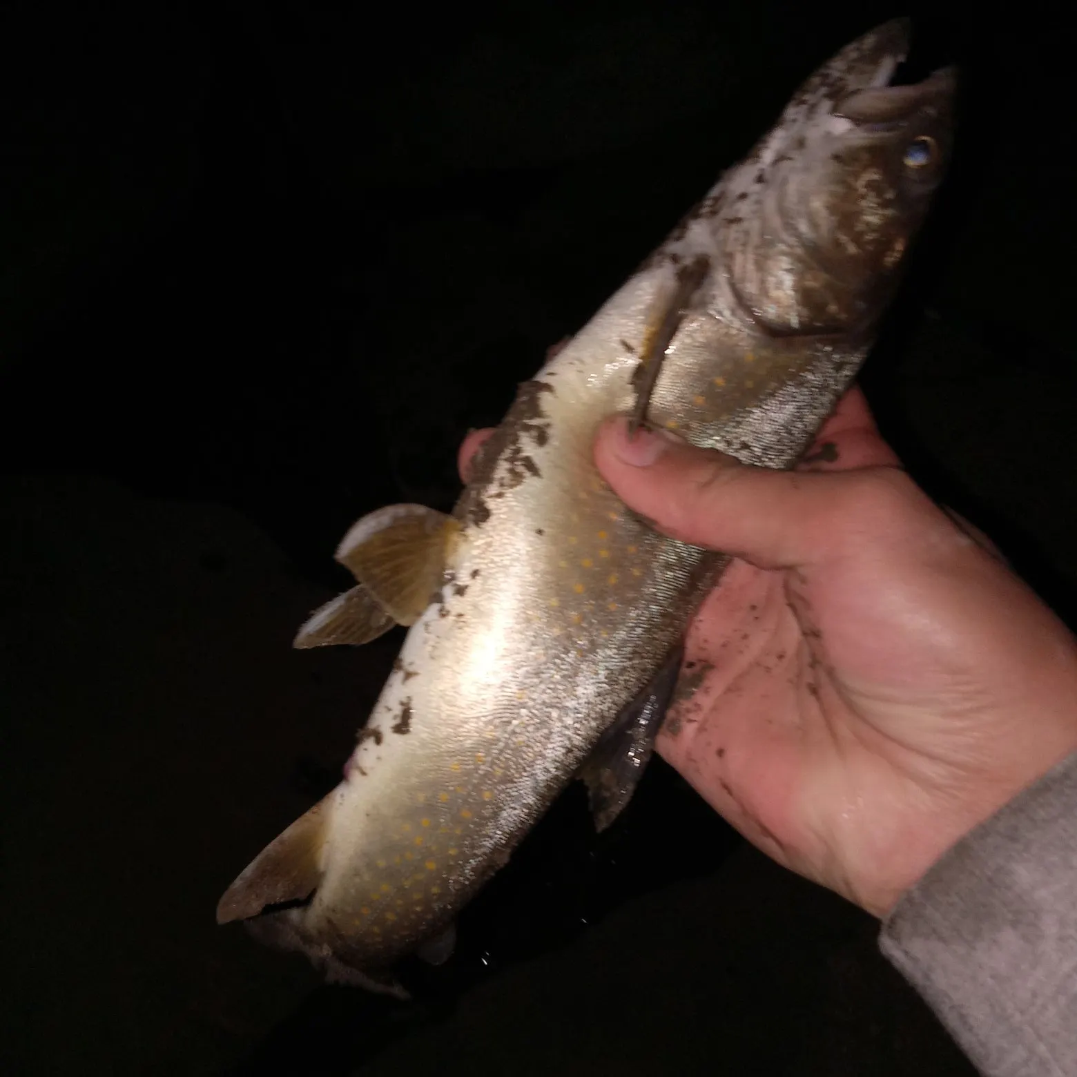 Bull trout caught on Fishbrain