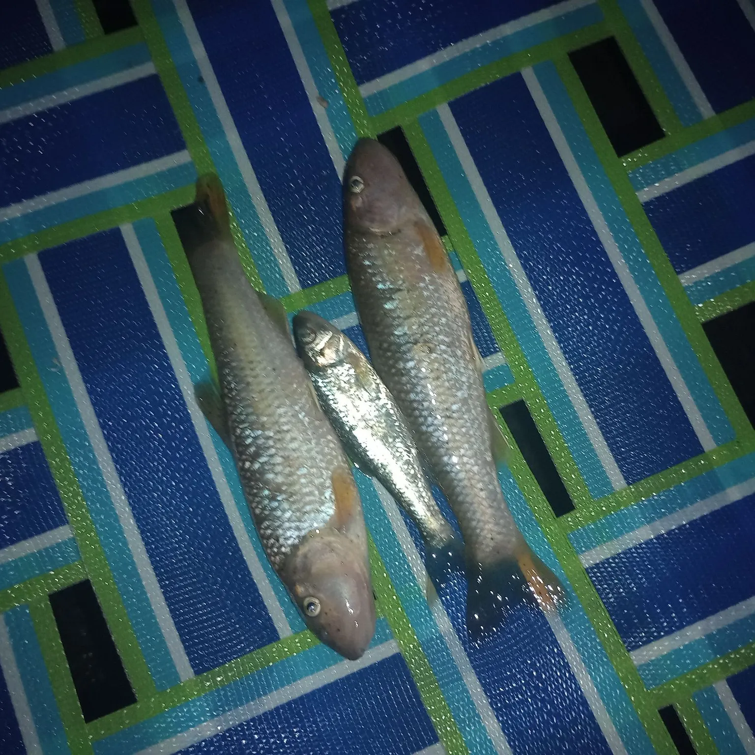 The most recent Bluehead chub catches on Fishbrain