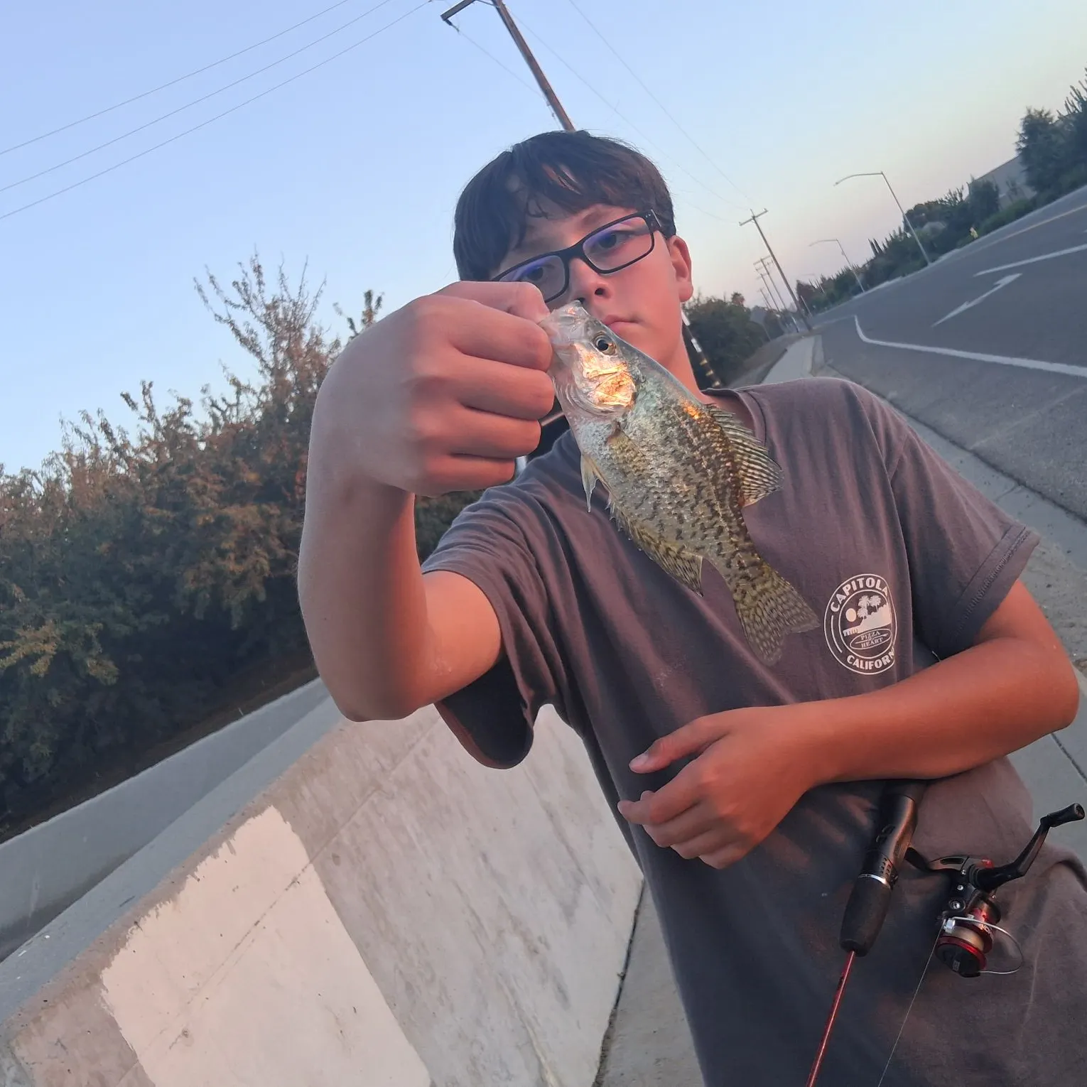 Black crappie caught on Fishbrain