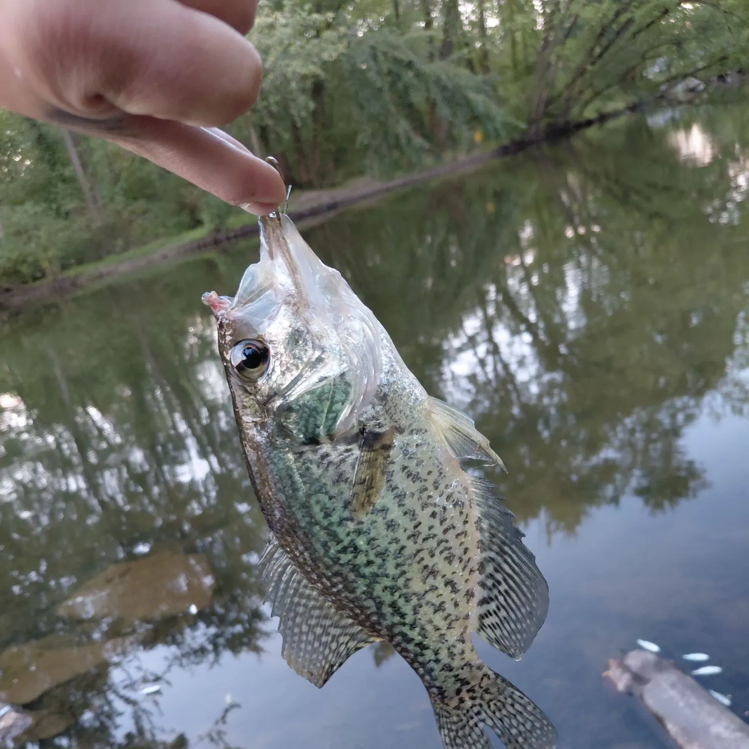 Fish caught on Fishbrain