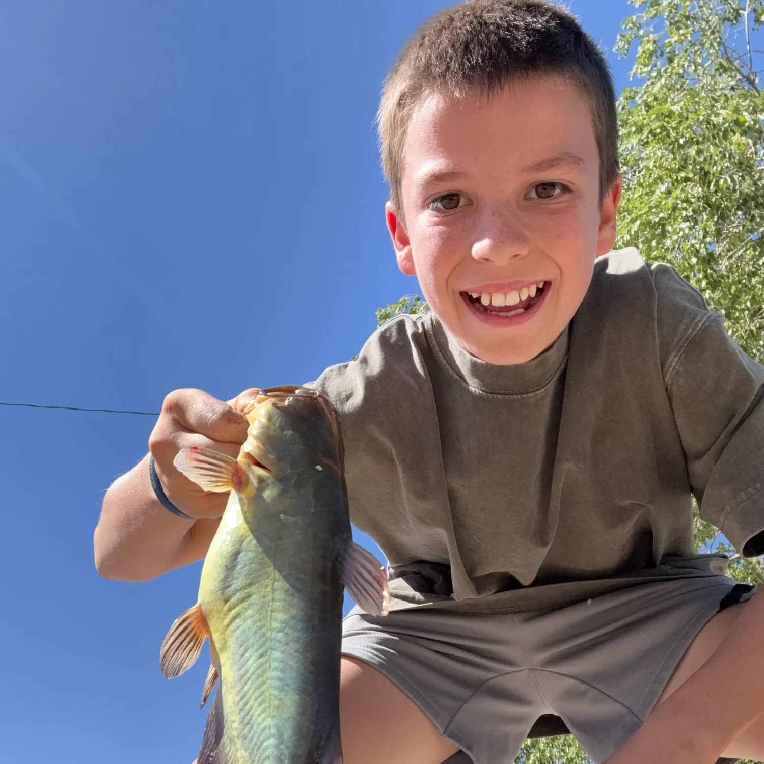 Yellow bullhead caught on Fishbrain