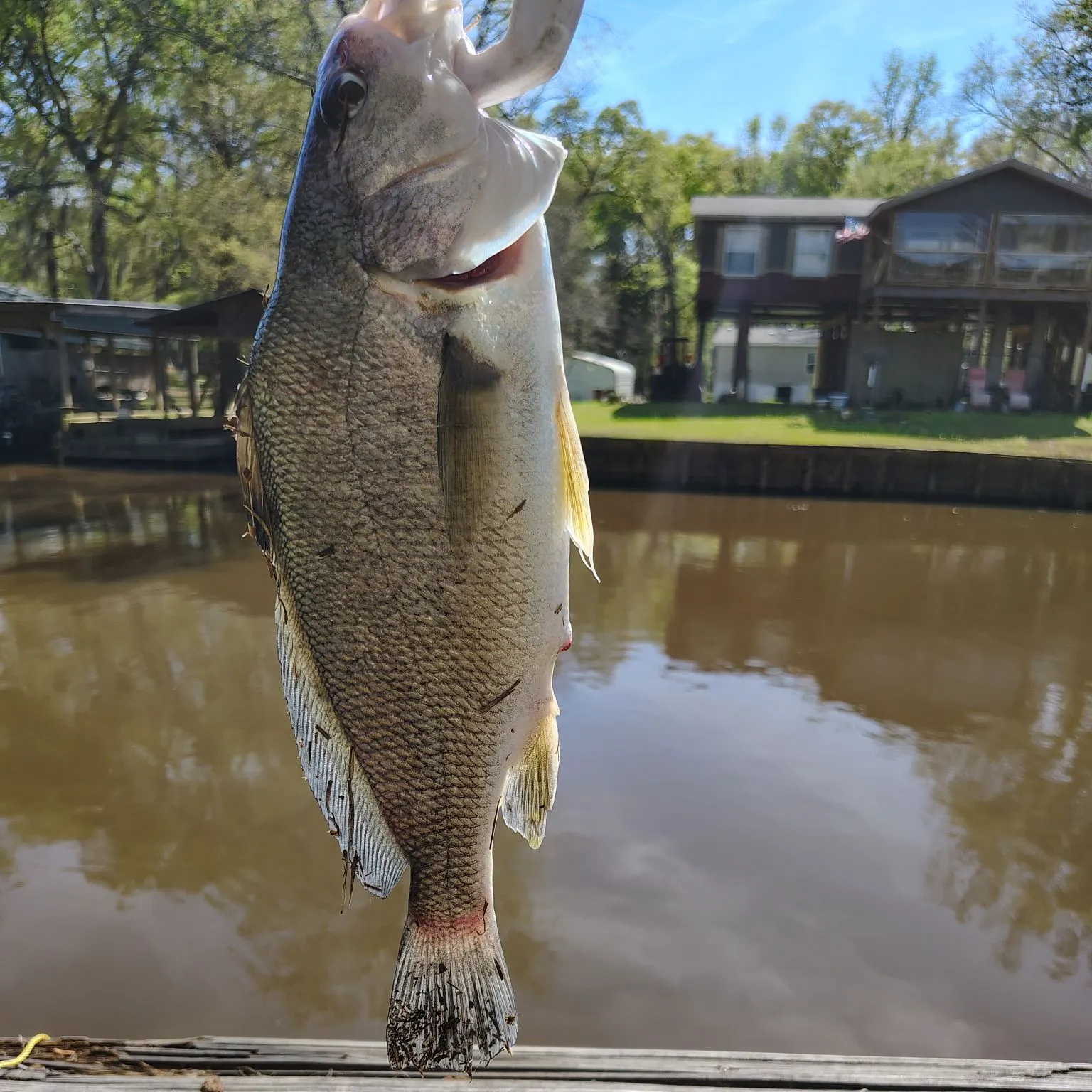 The most recent Freshwater drum catches on Fishbrain