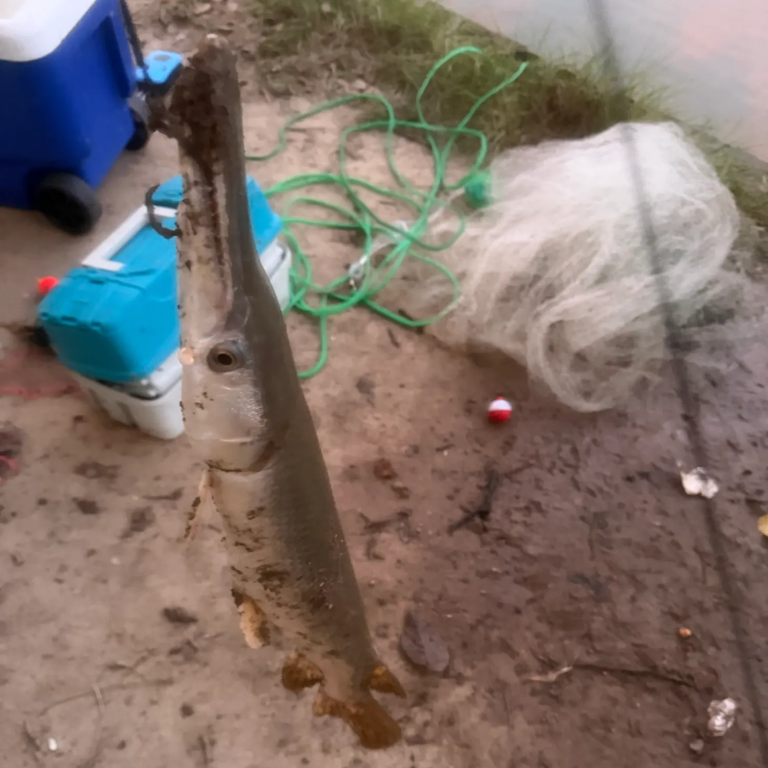 The most recent Shortnose gar catches on Fishbrain