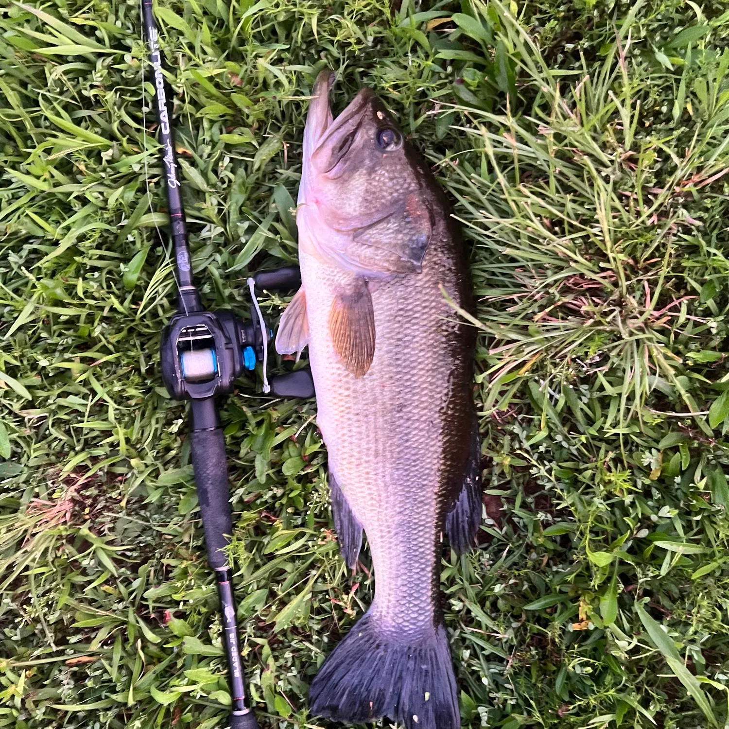 Largemouth bass caught on Fishbrain
