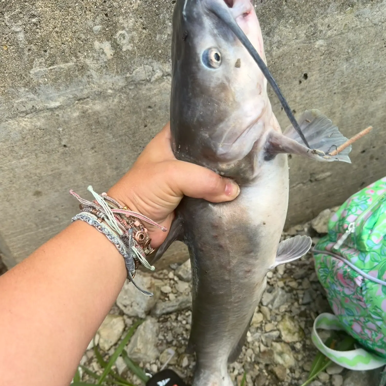 Channel catfish caught on Fishbrain