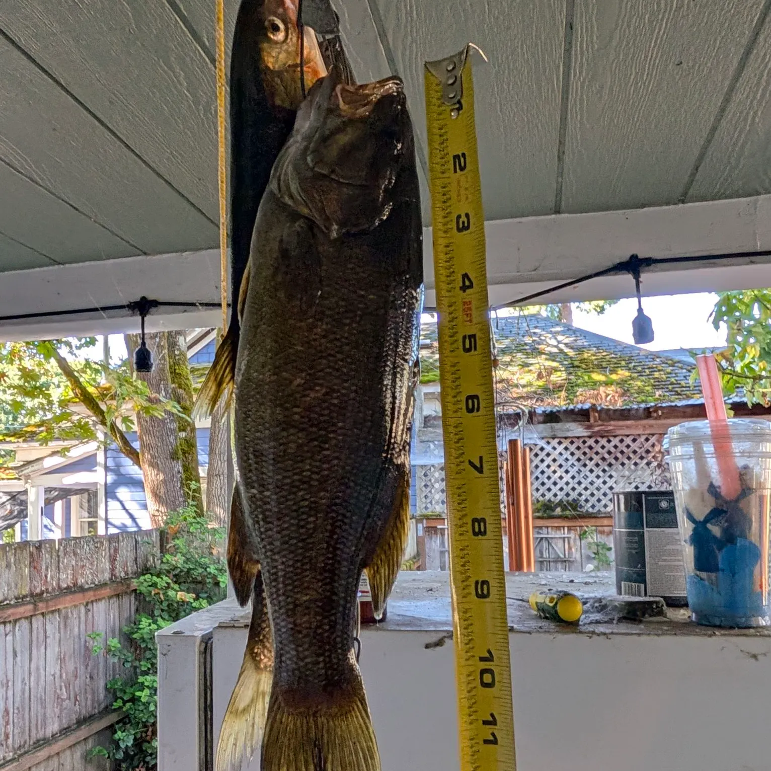 Smallmouth bass caught on Fishbrain