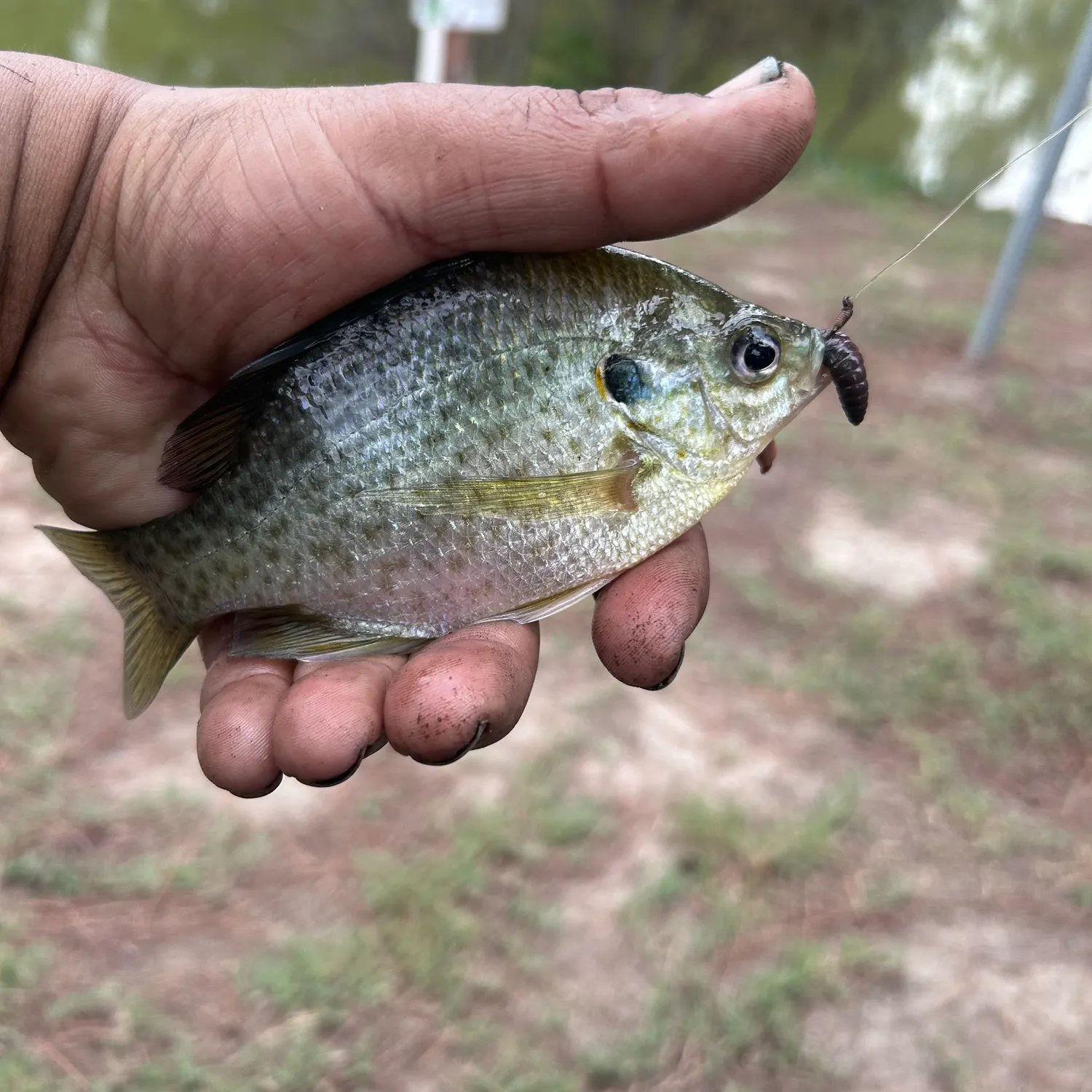 Redear sunfish caught on Fishbrain