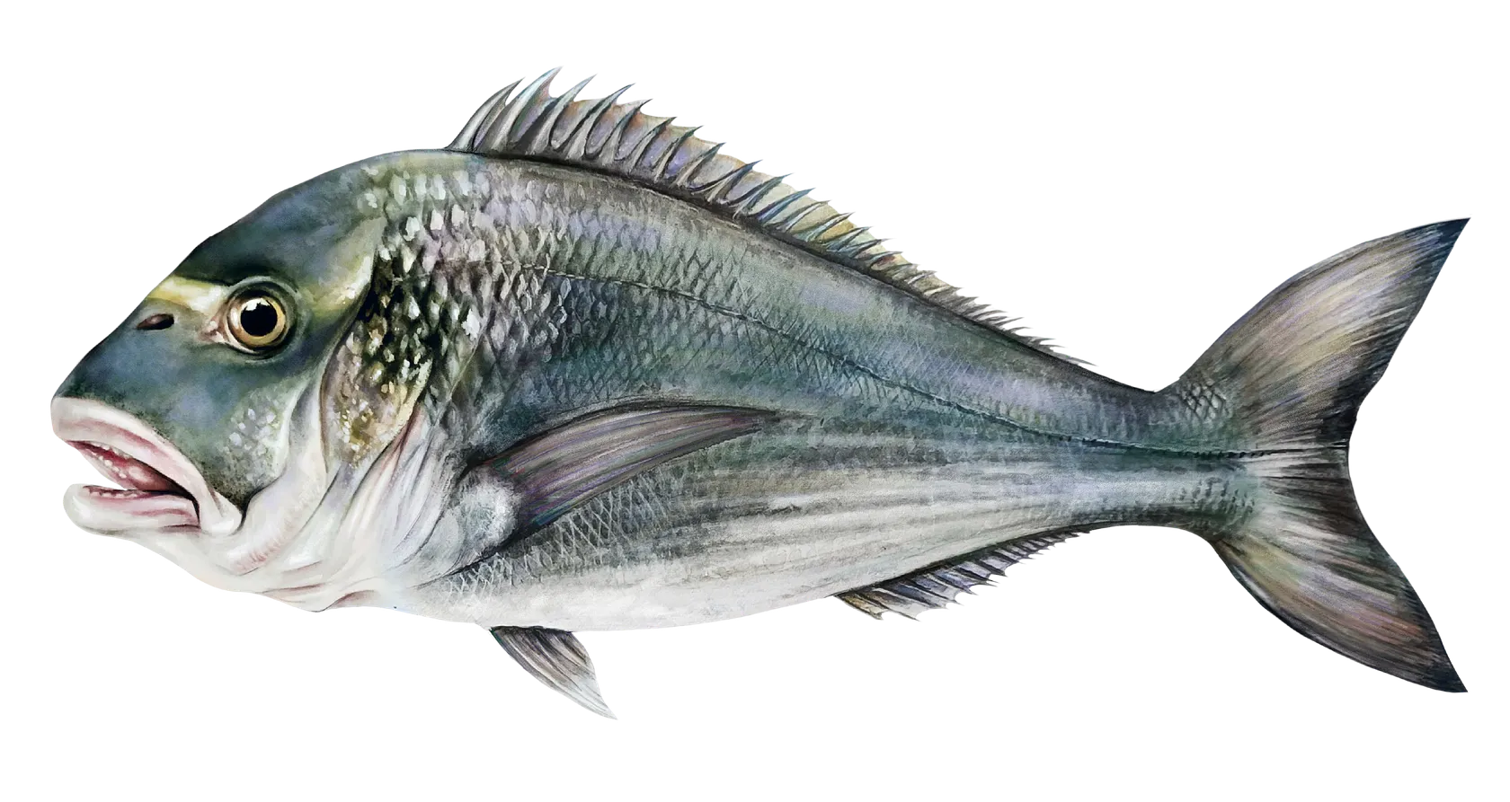 Gilthead seabream