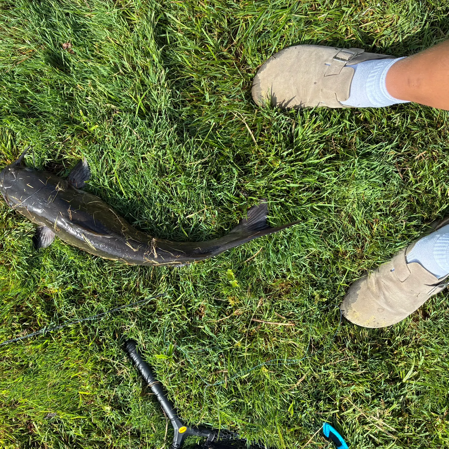 Channel catfish caught on Fishbrain
