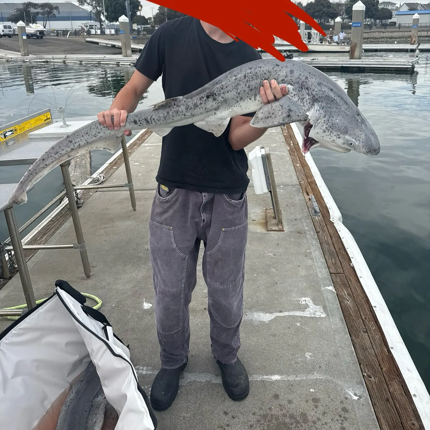 The most recent Broadnose sevengill shark catches on Fishbrain
