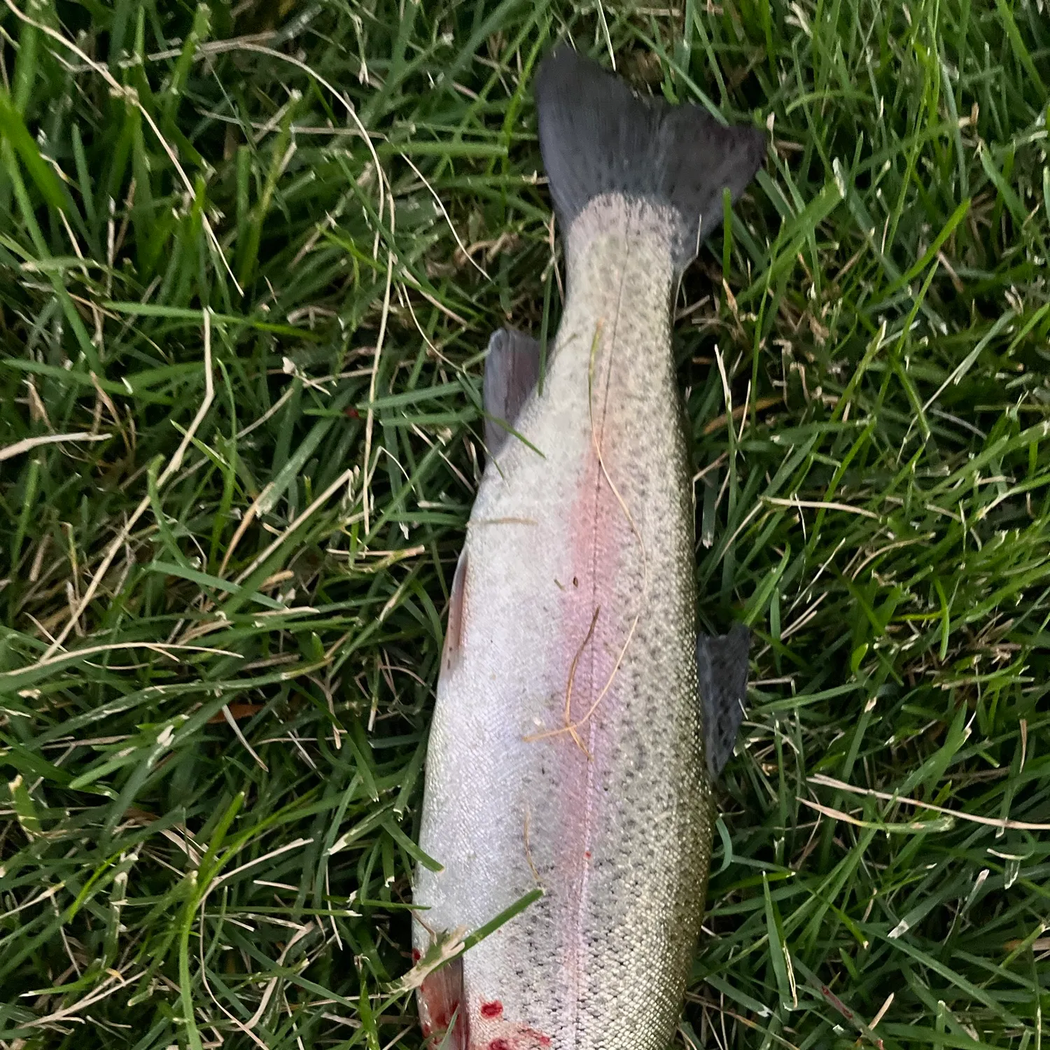Rainbow trout caught on Fishbrain