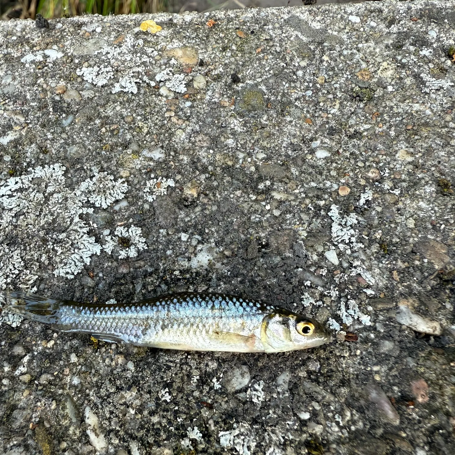 The most recent Moroco catches on Fishbrain