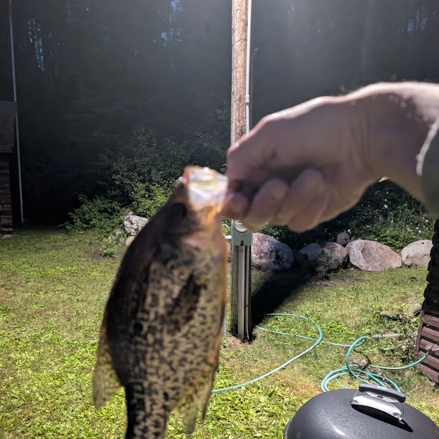 The most recent Black crappie catches on Fishbrain