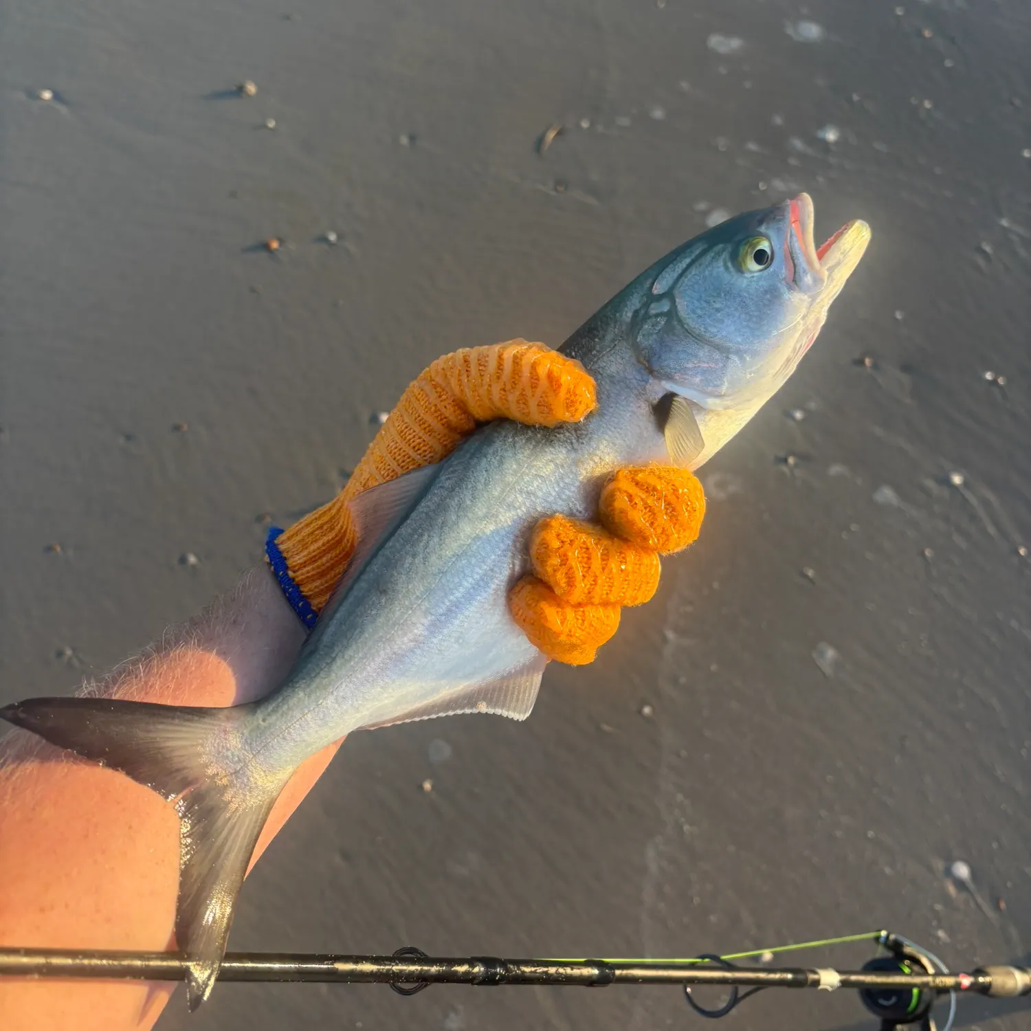 Bluefish caught on Fishbrain