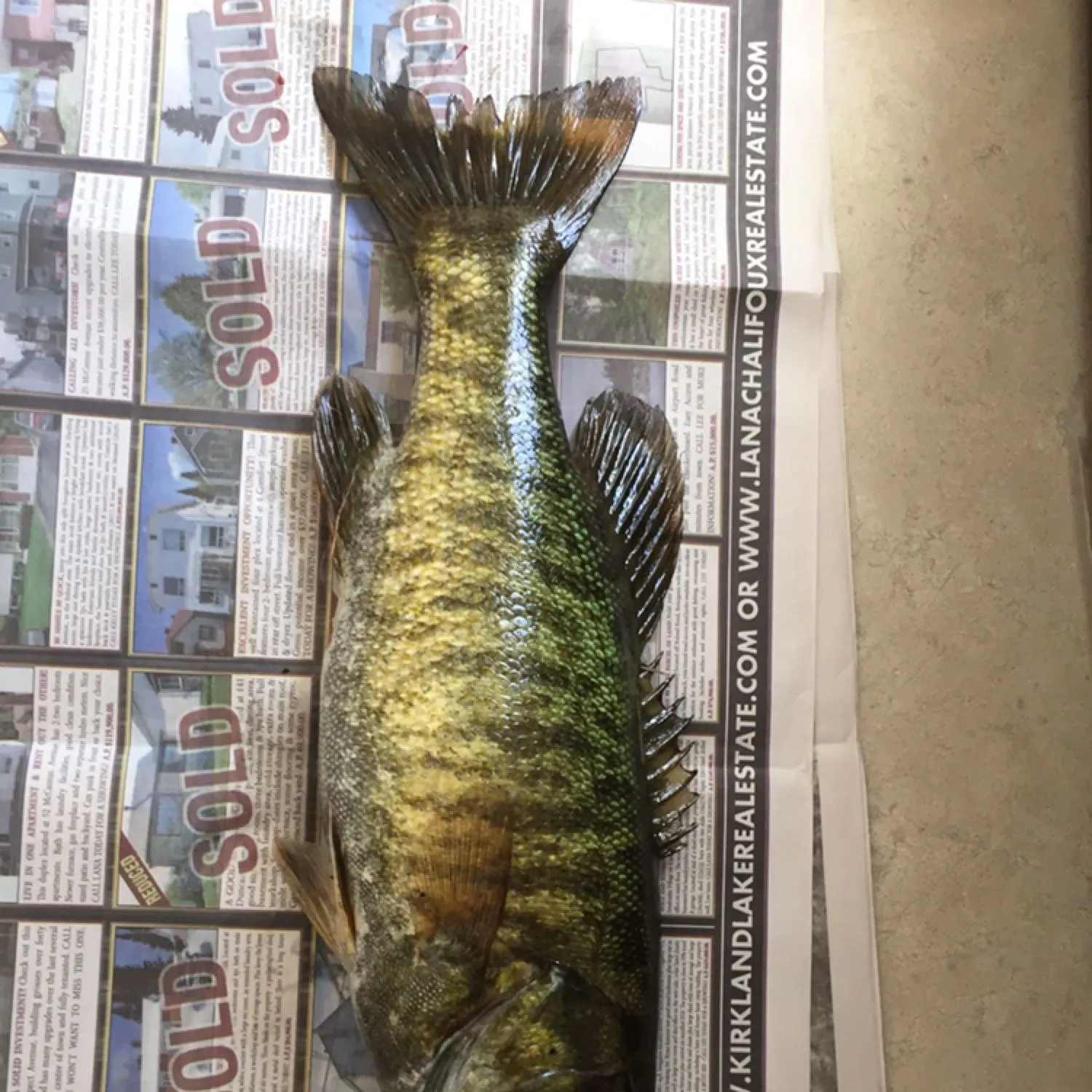 recently logged catches