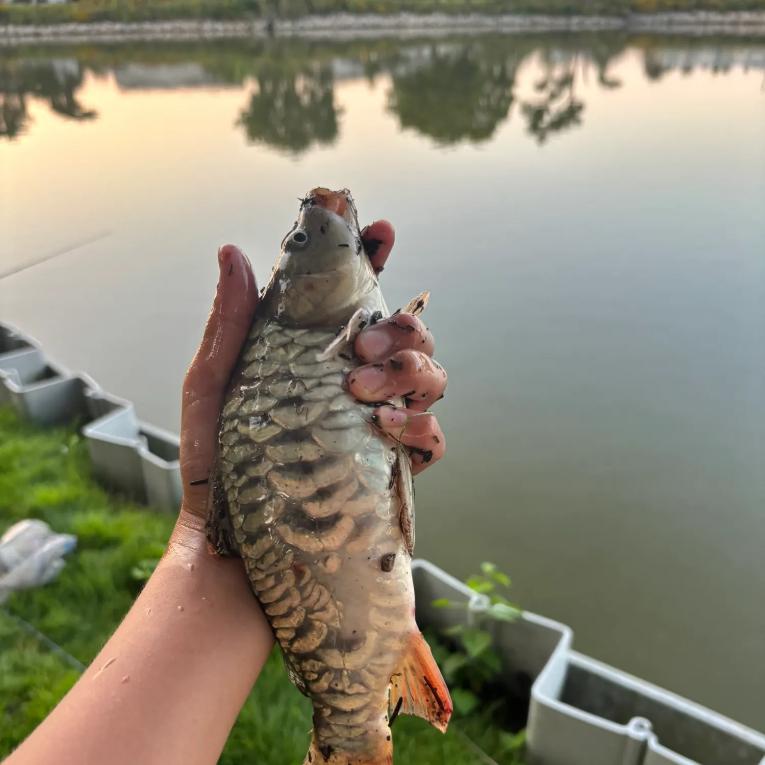 Mirror carp caught on Fishbrain