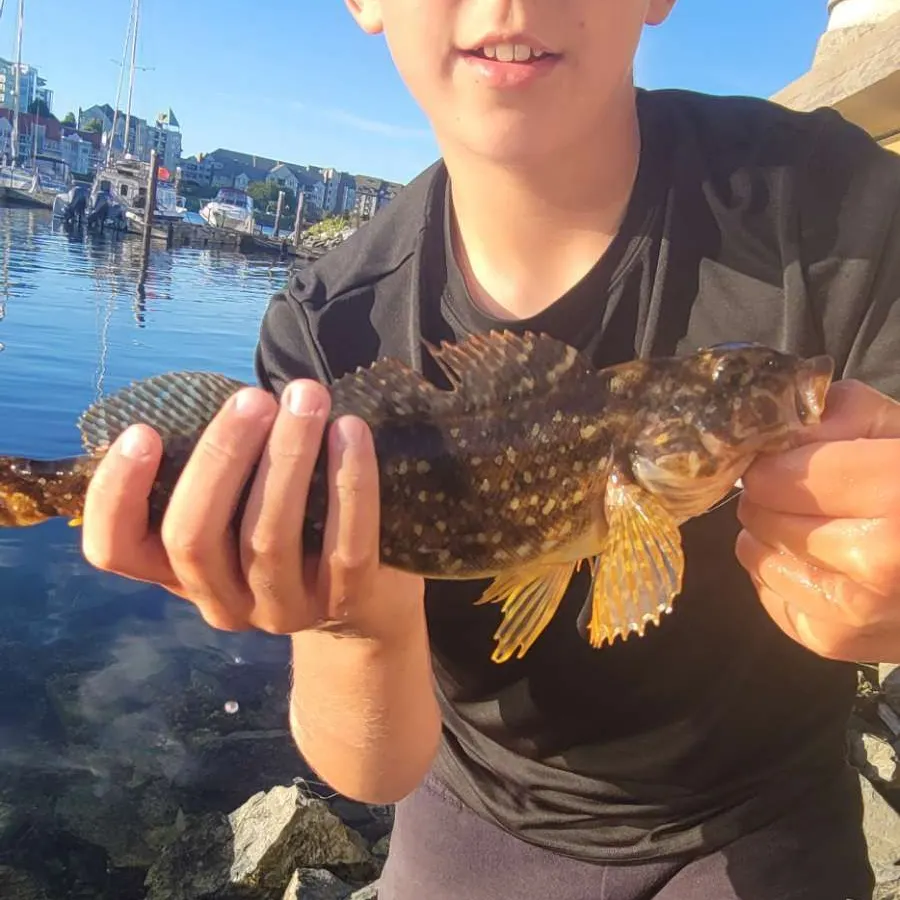 The most recent Whitespotted greenling catches on Fishbrain