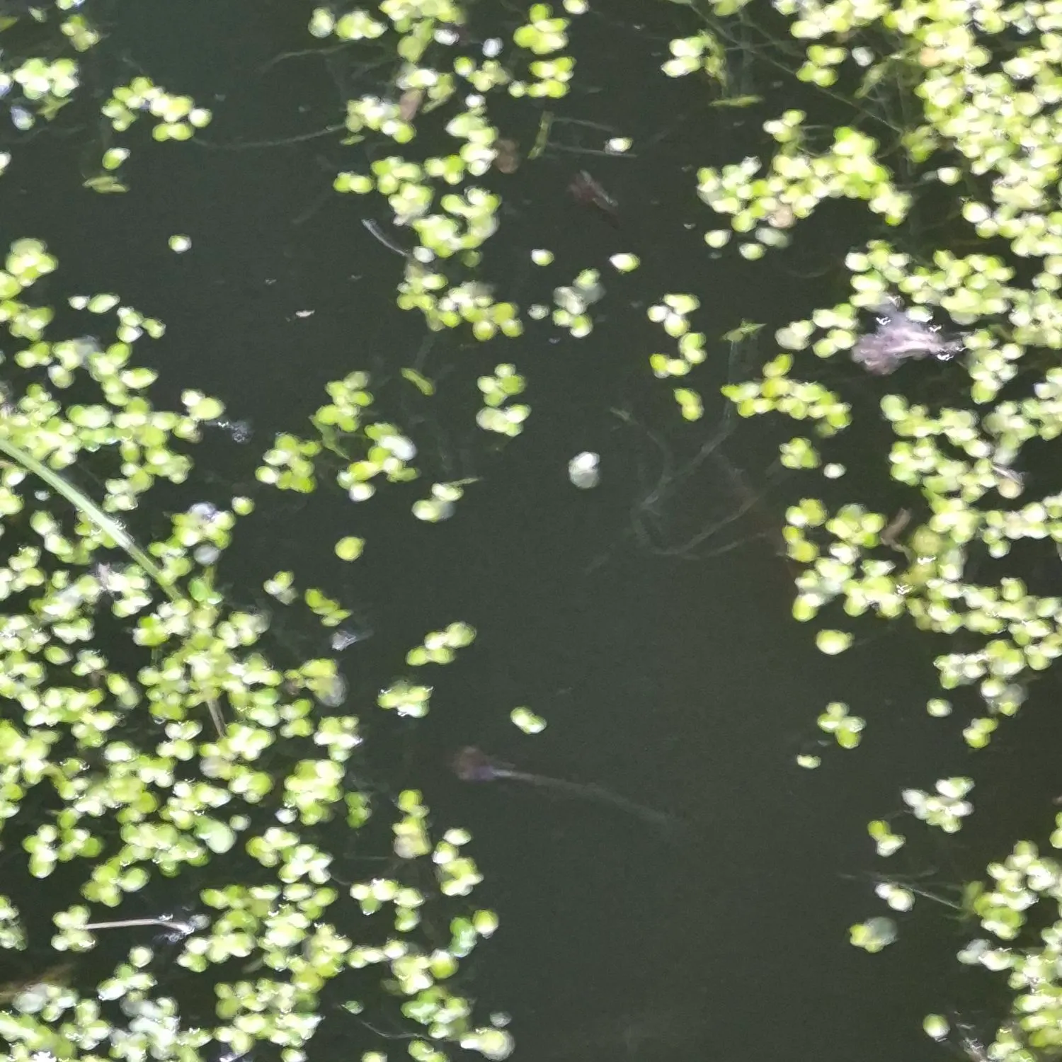 The most recent Eastern mosquitofish catches on Fishbrain