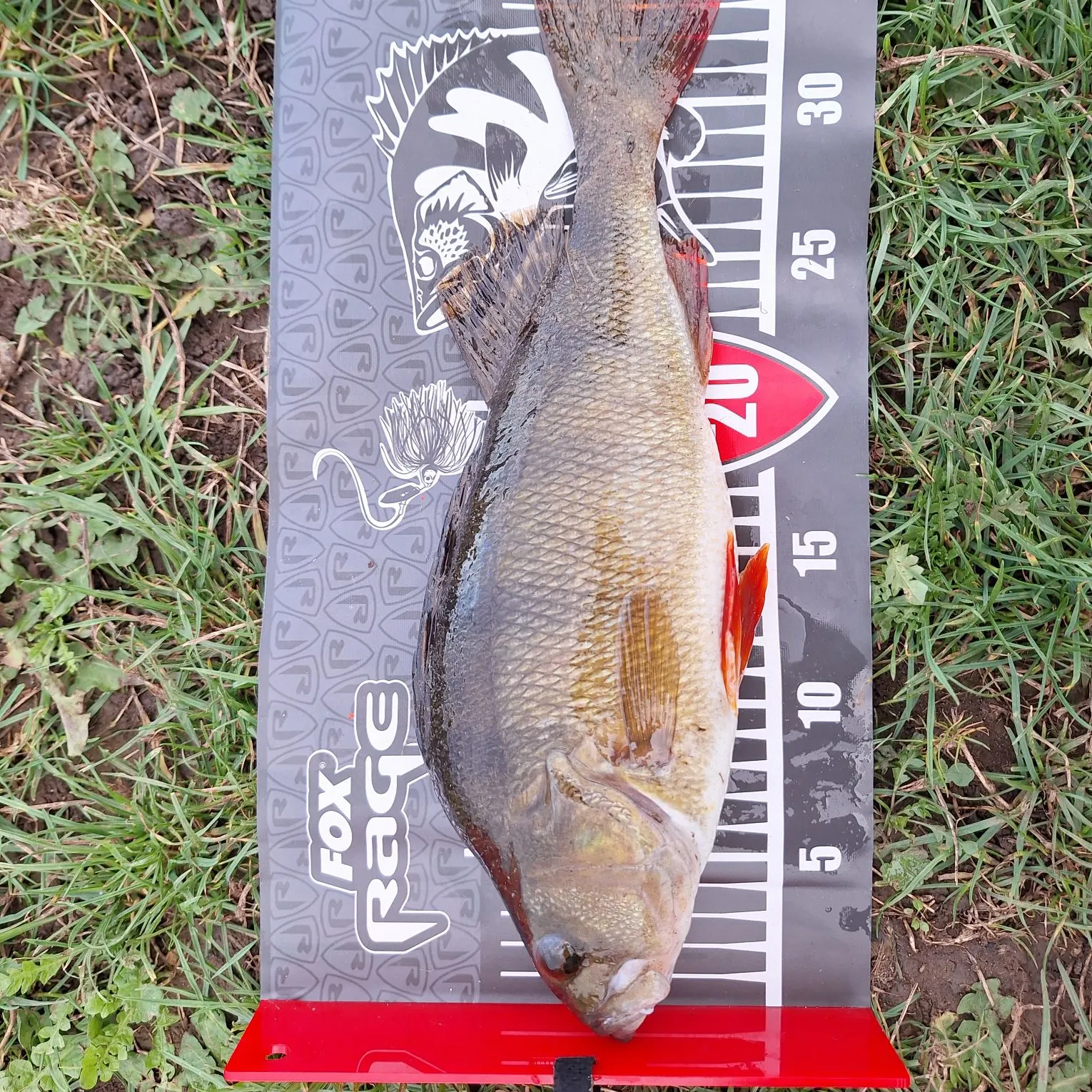 European perch caught on Fishbrain