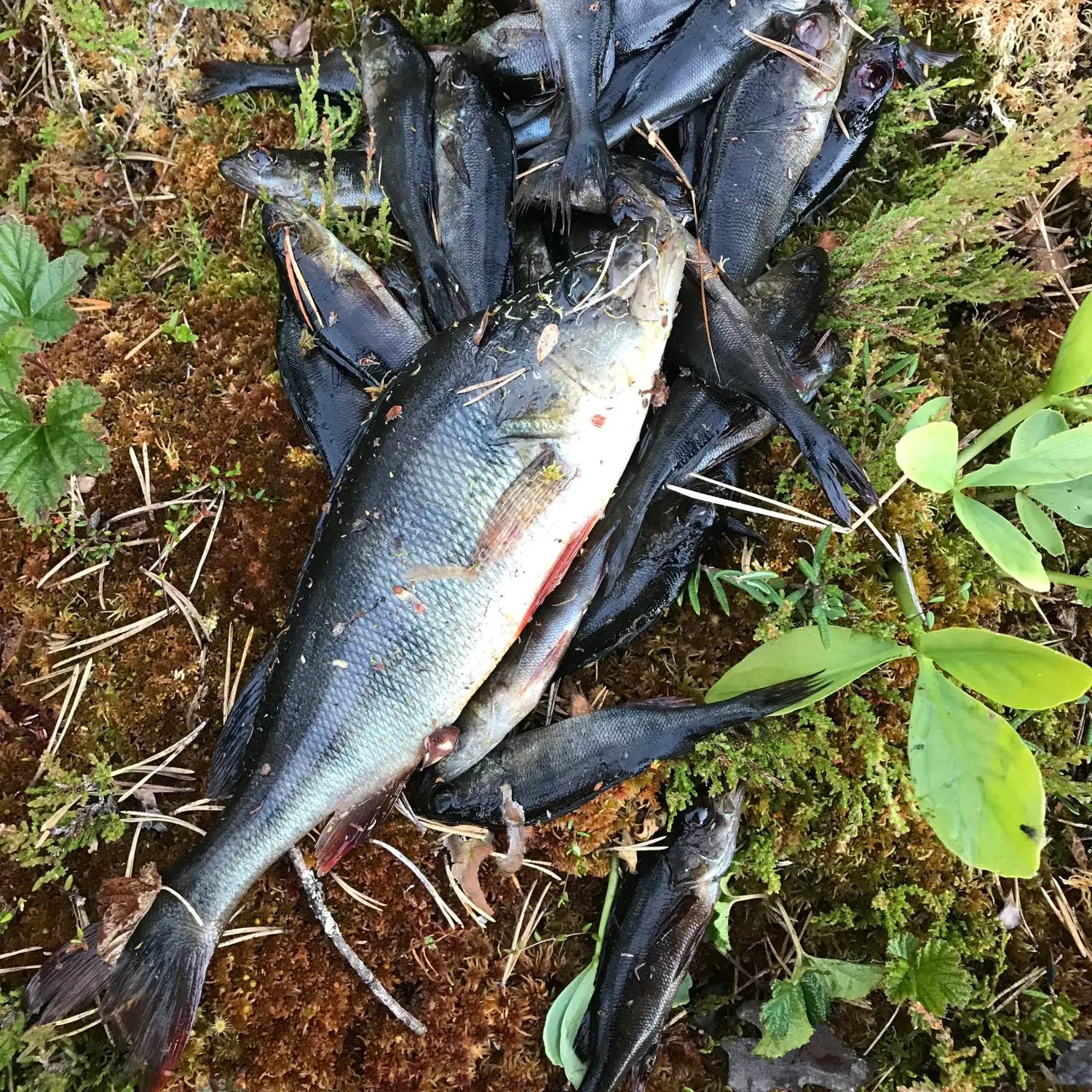 recently logged catches