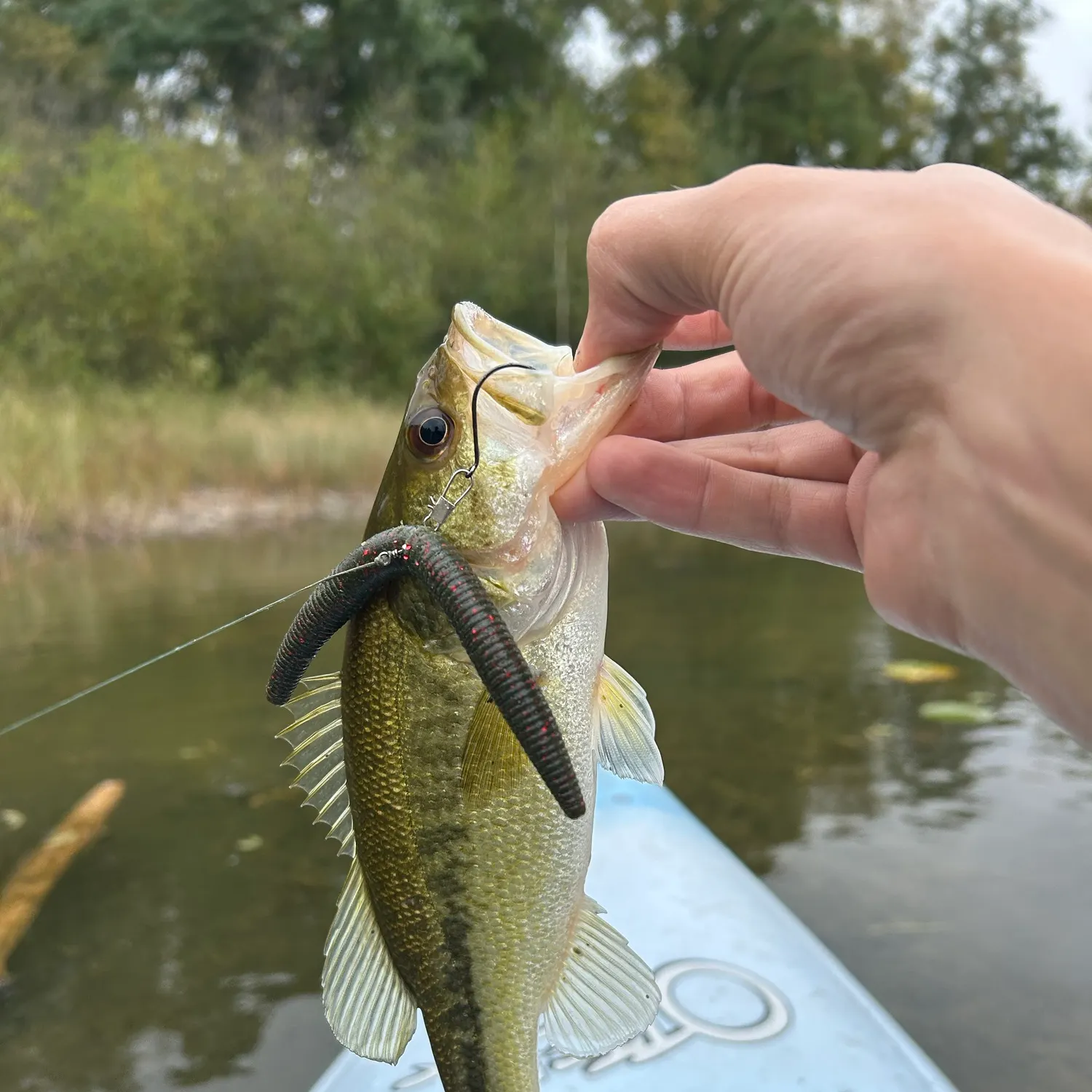 Largemouth bass caught on Fishbrain