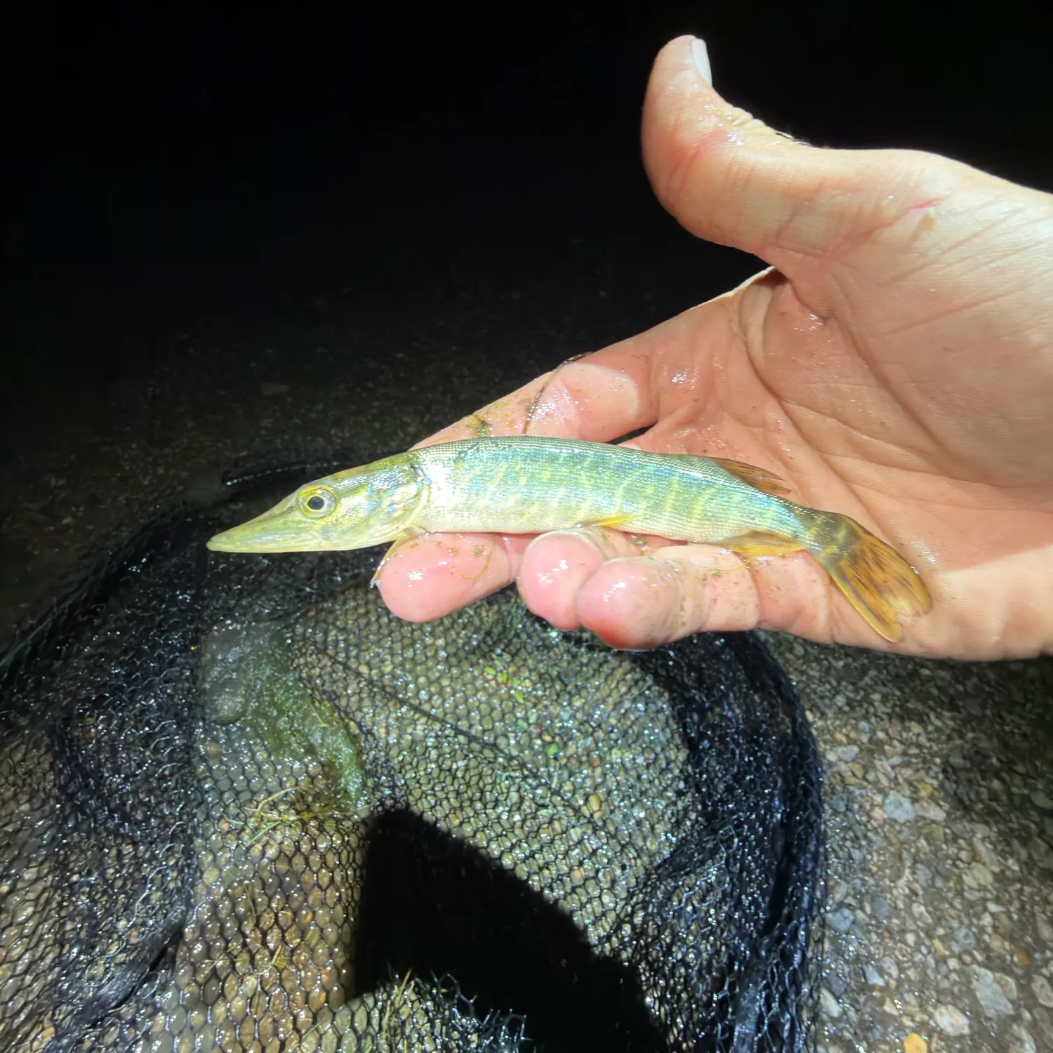 Northern pike caught on Fishbrain