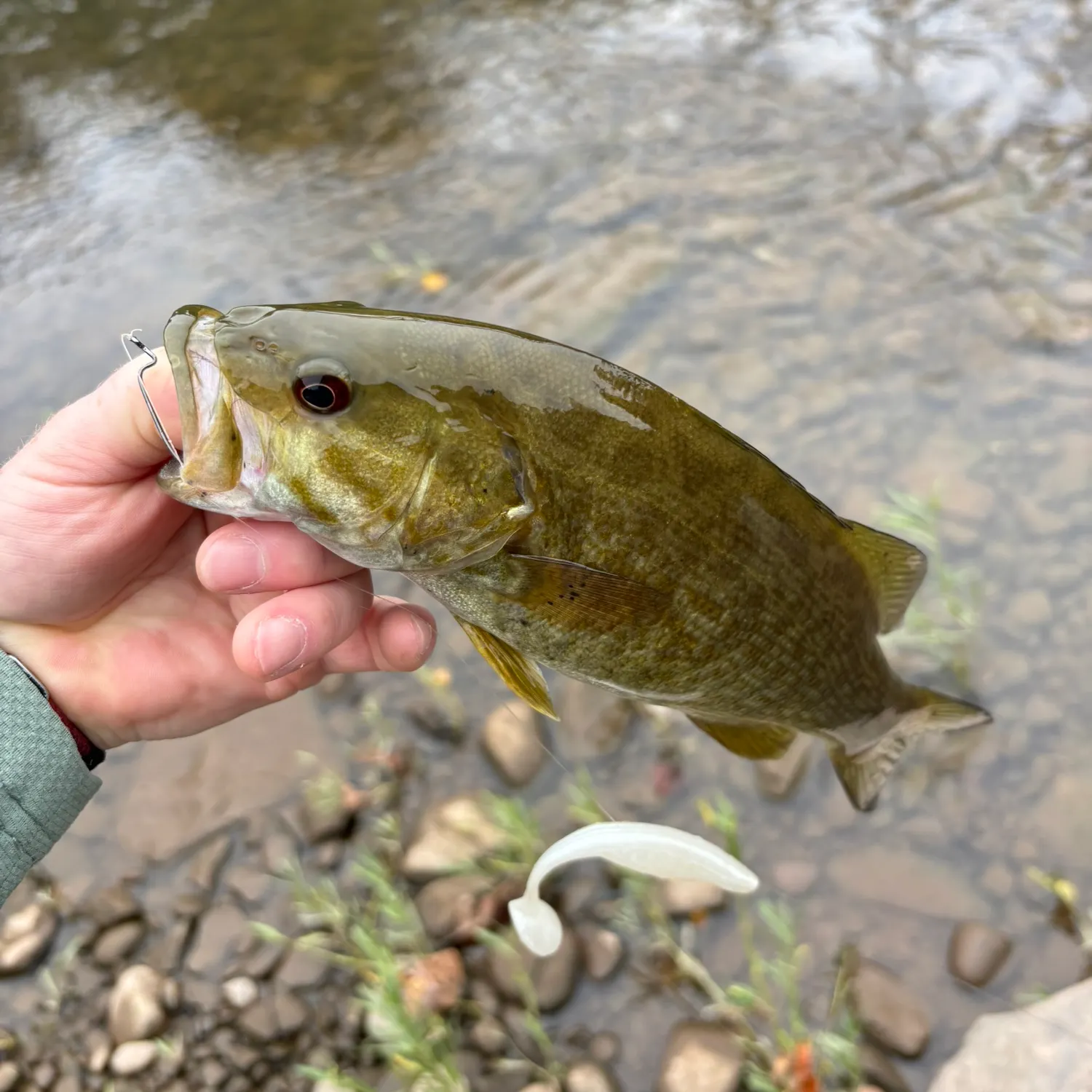 Smallmouth bass caught on Fishbrain