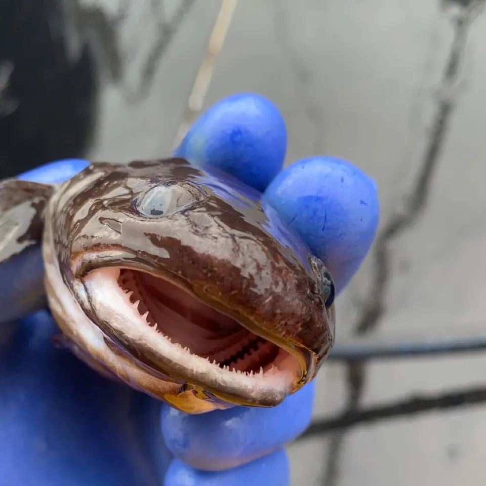 The most recent Tadpole fish catches on Fishbrain