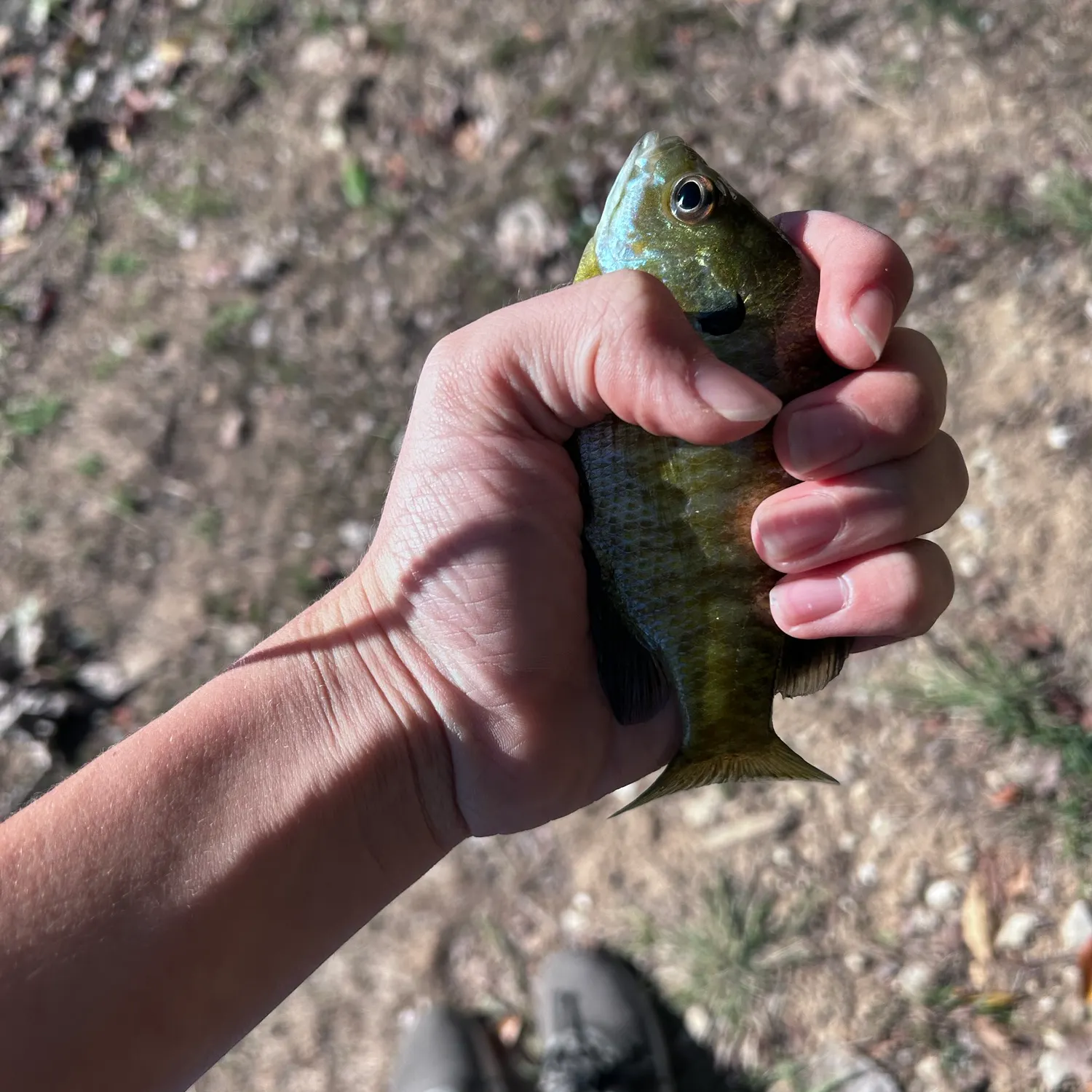 Bluegill caught on Fishbrain