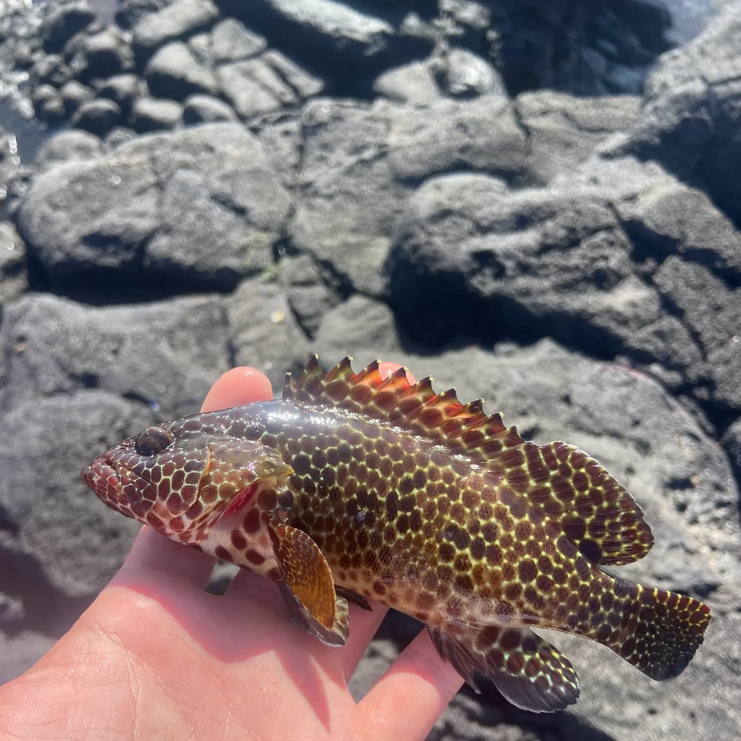 The most recent Honeycomb grouper catches on Fishbrain