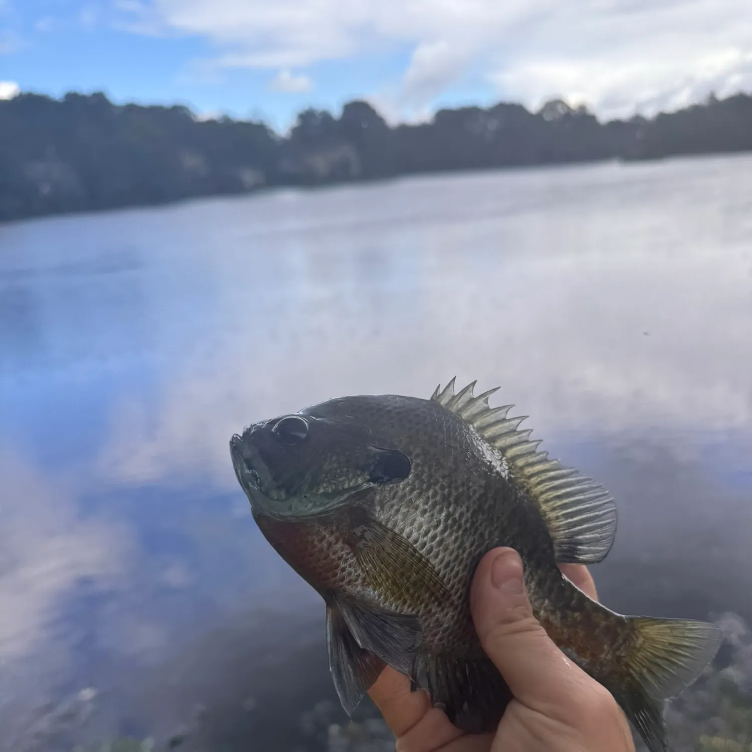 Bluegill caught on Fishbrain