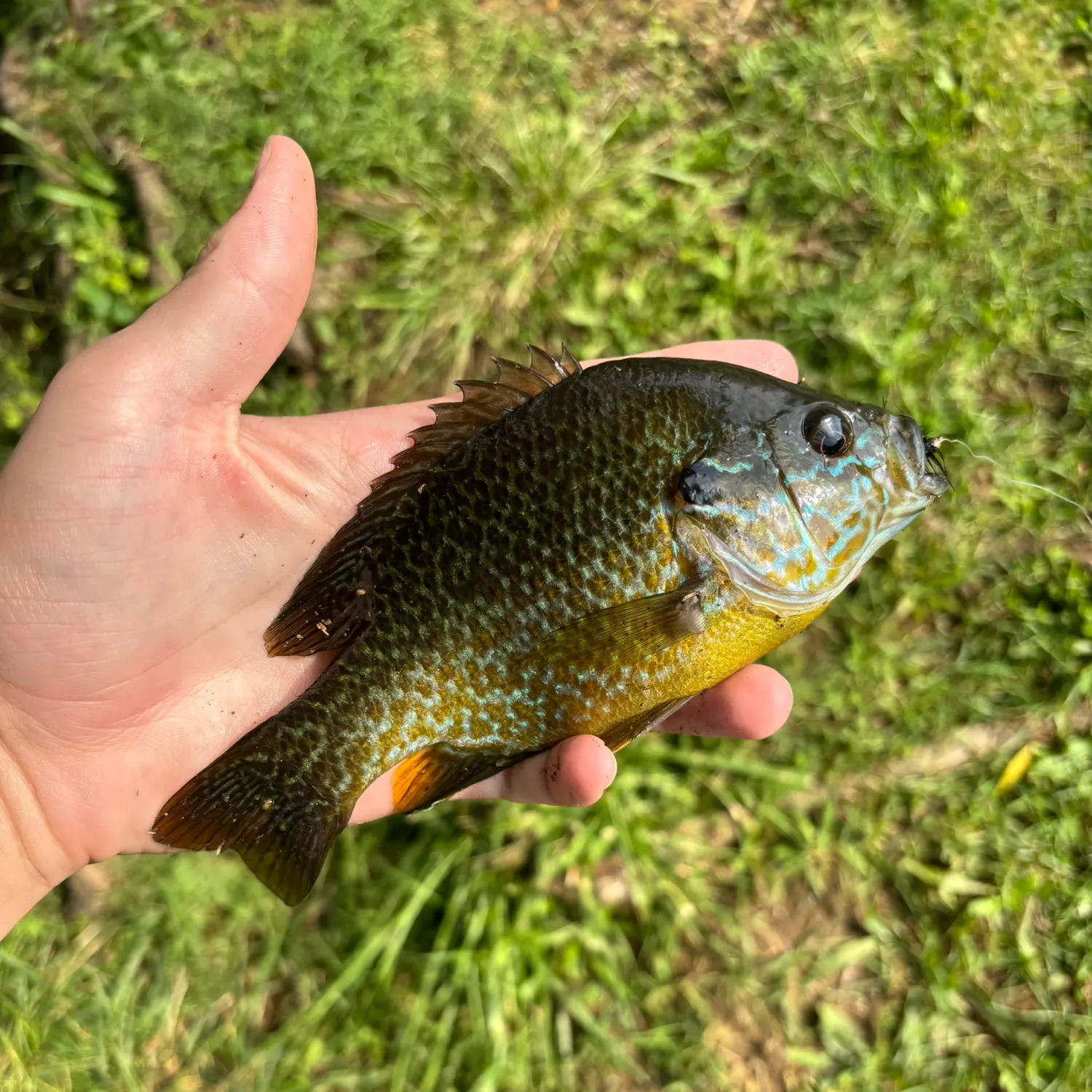 Greengill hybrid caught on Fishbrain