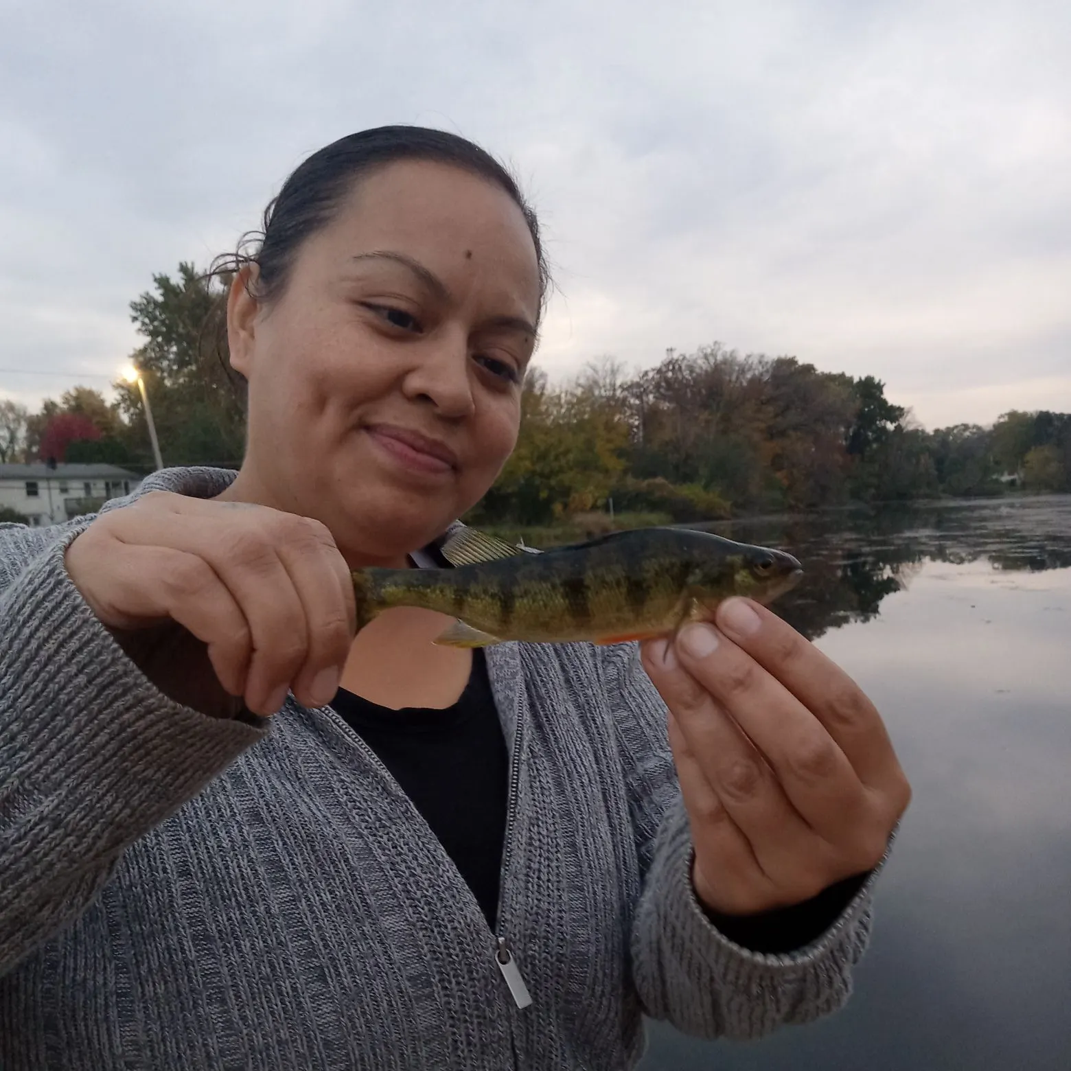 Yellow perch caught on Fishbrain