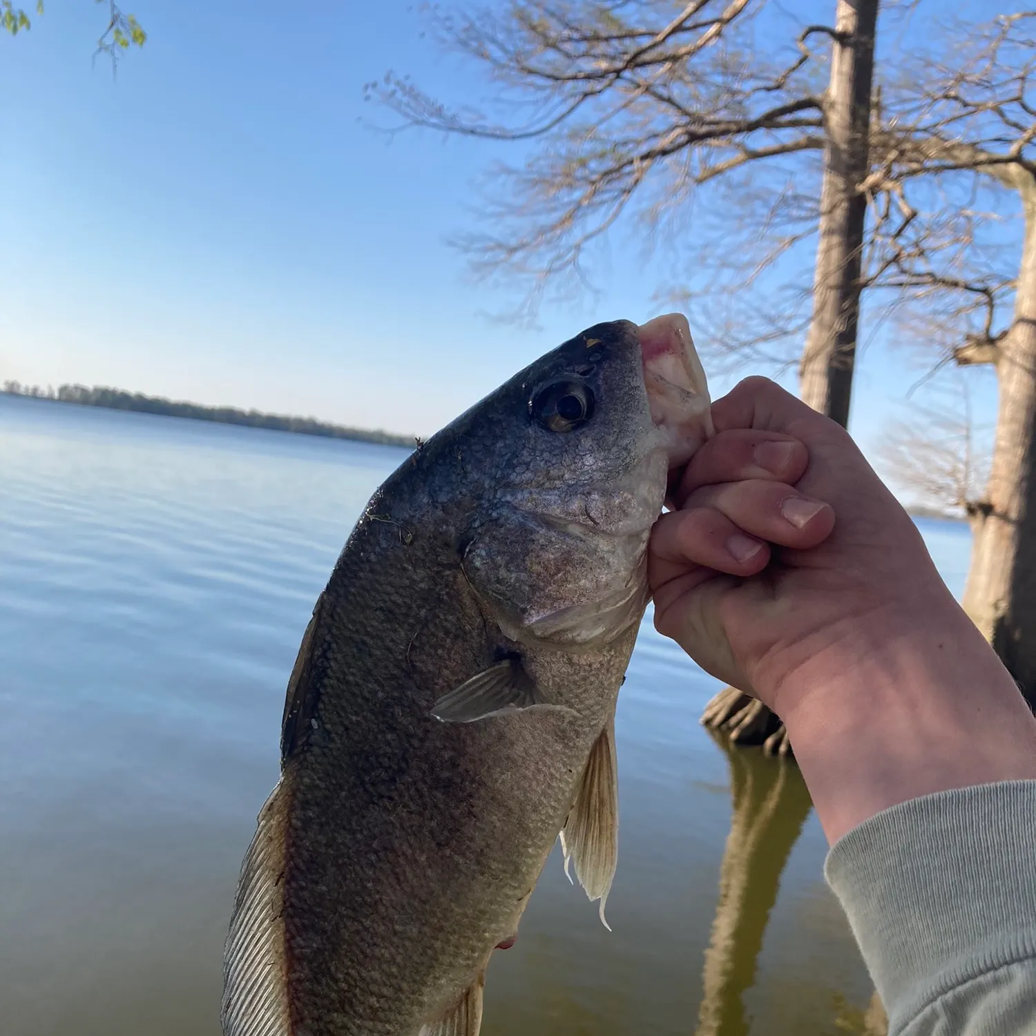 angler catch