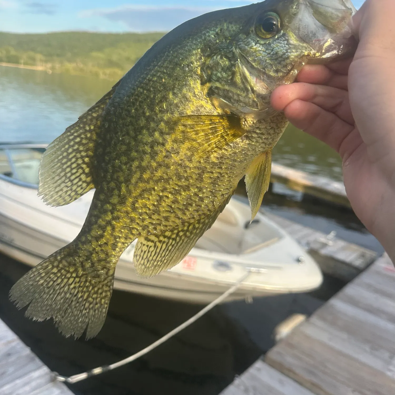 Black crappie caught on Fishbrain