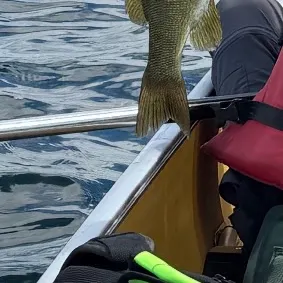 Smallmouth bass caught on Fishbrain