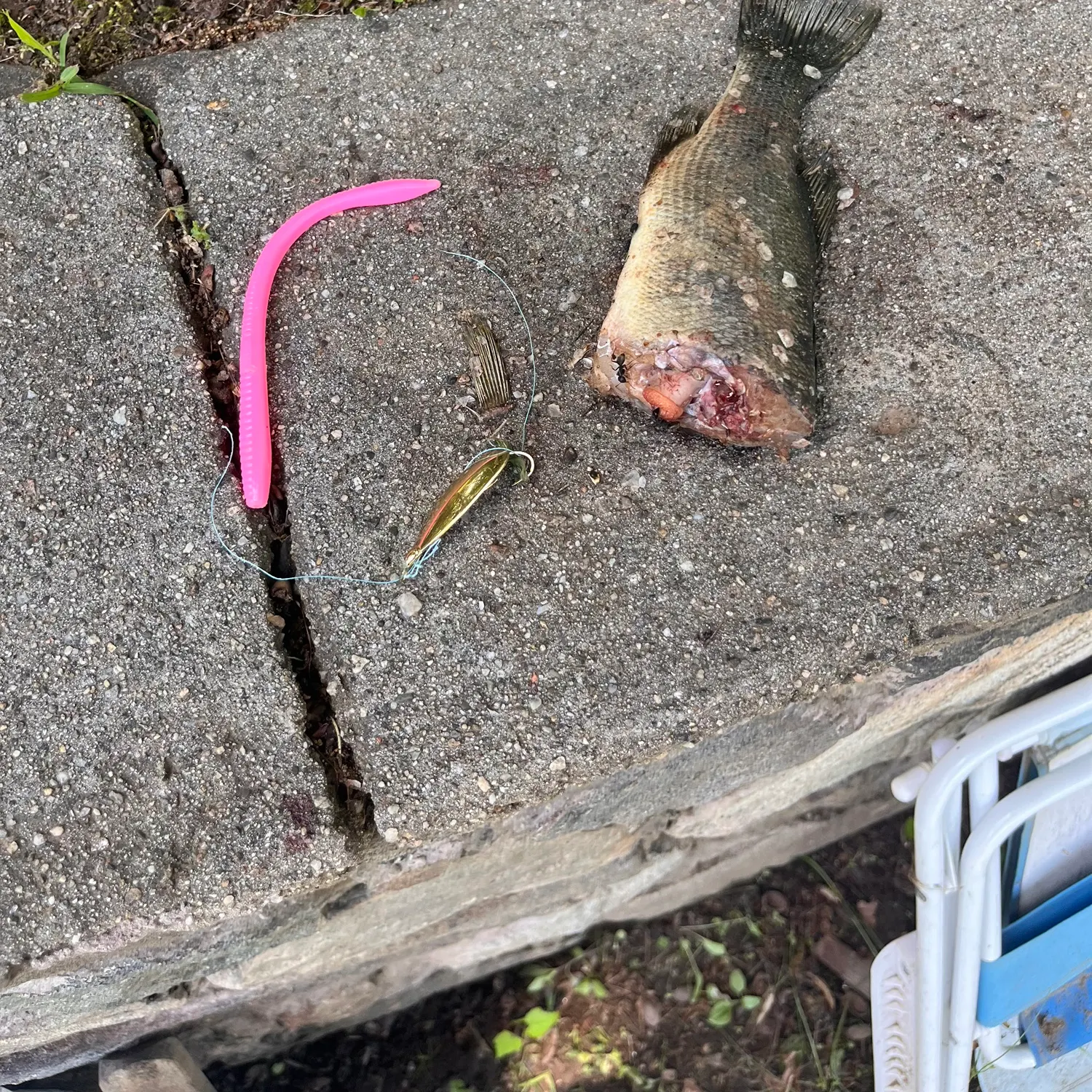 Fish caught on Fishbrain