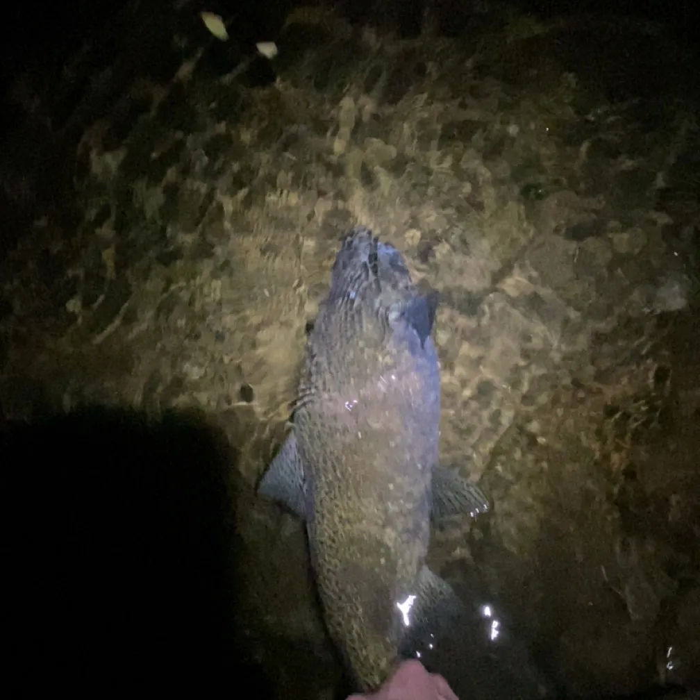 Coho salmon caught on Fishbrain