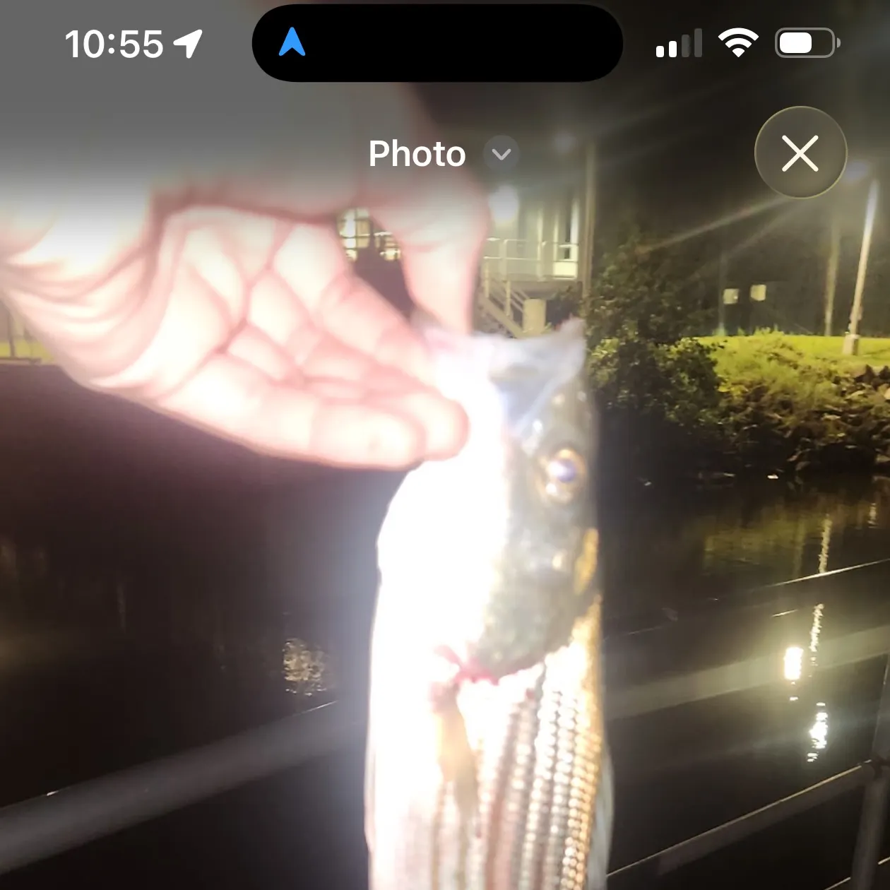 Striped bass caught on Fishbrain