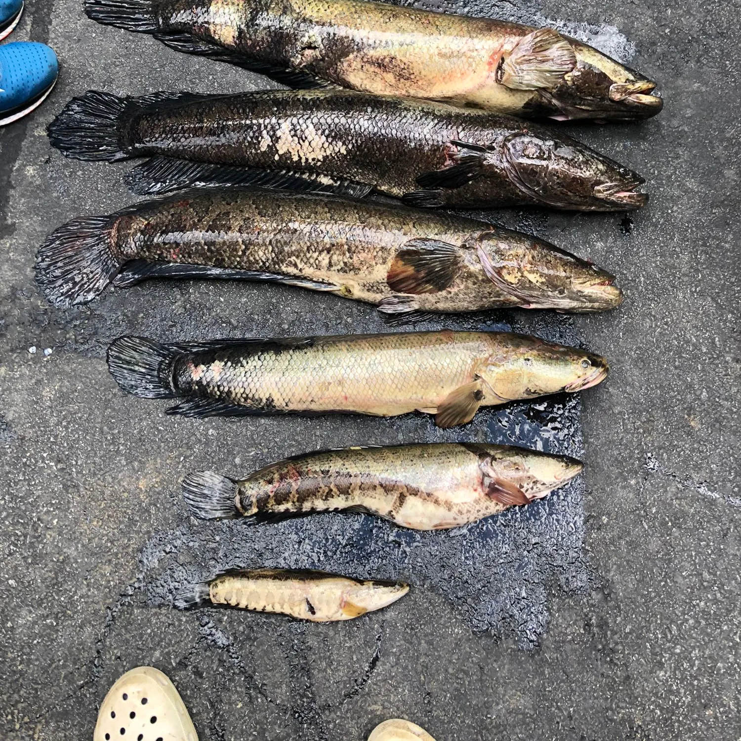 recently logged catches