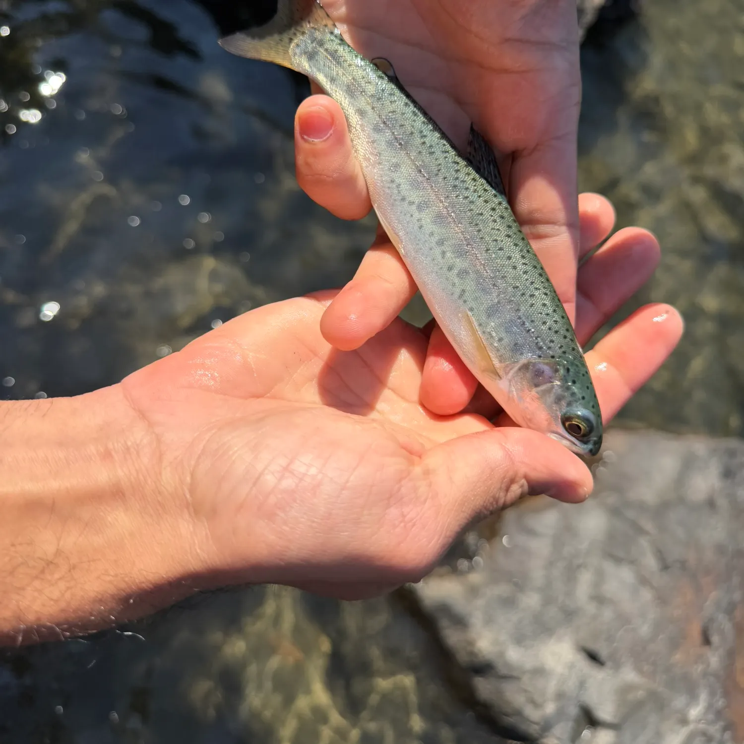 Rainbow trout caught on Fishbrain