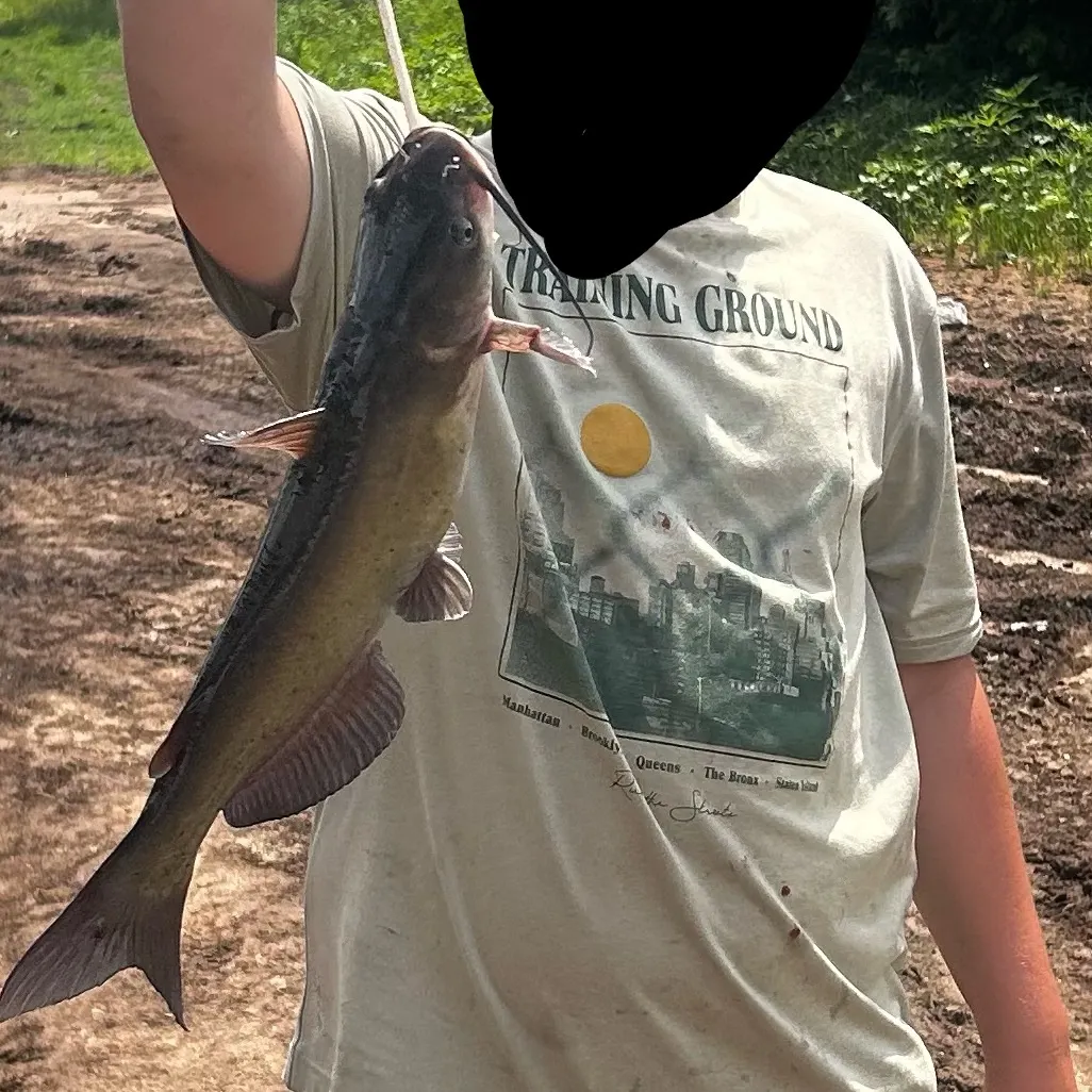The most recent Channel catfish catches on Fishbrain