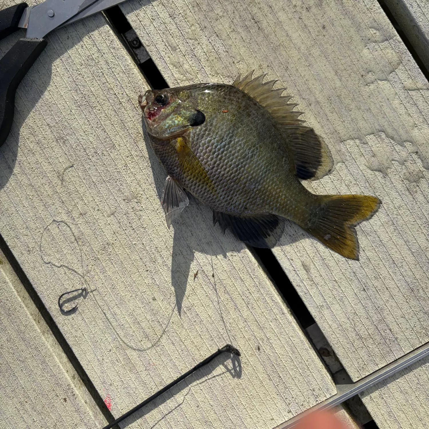 Bluegill caught on Fishbrain