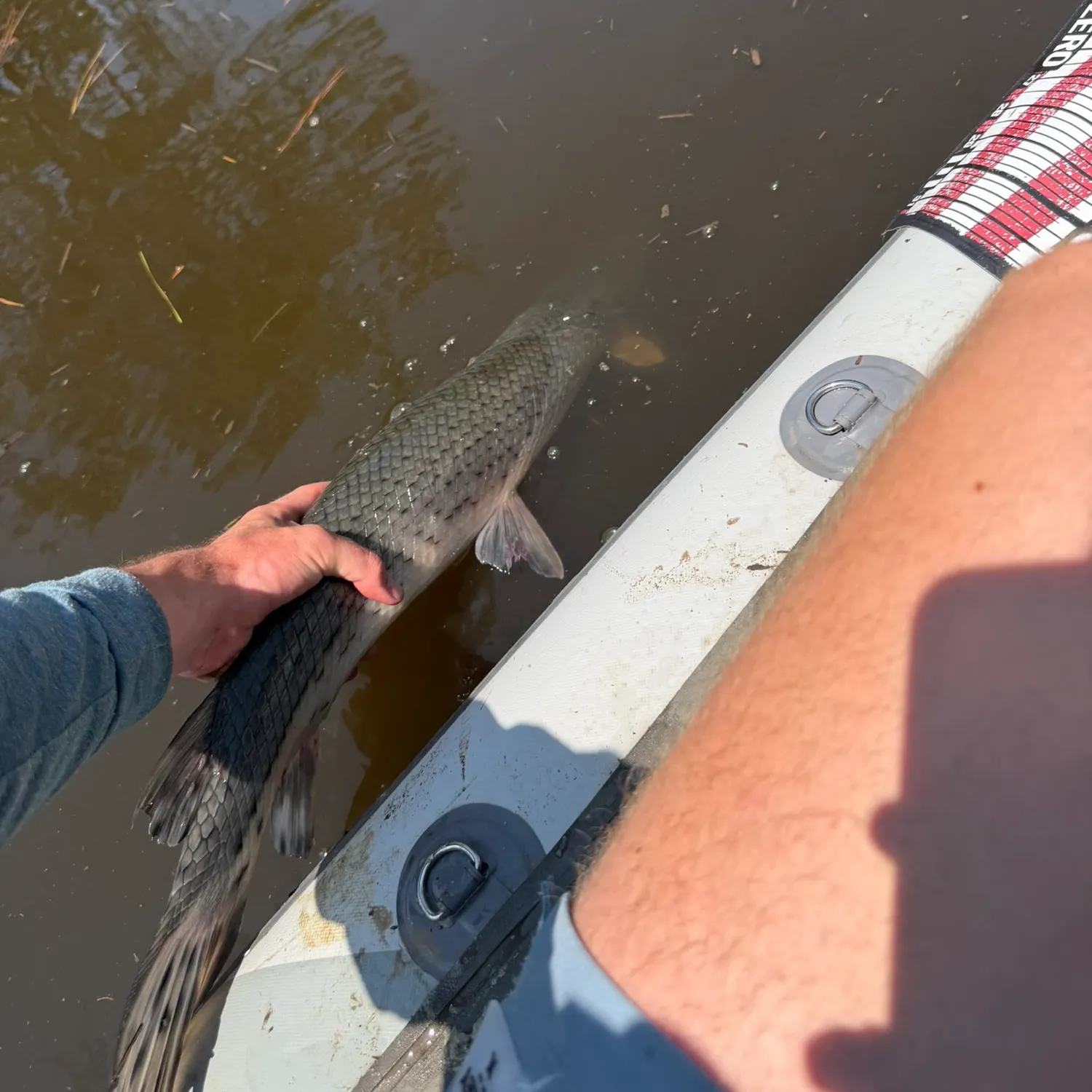 Longnose gar caught on Fishbrain