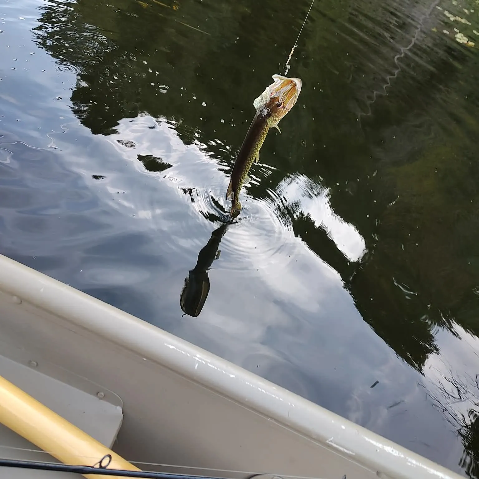 Chain pickerel caught on Fishbrain