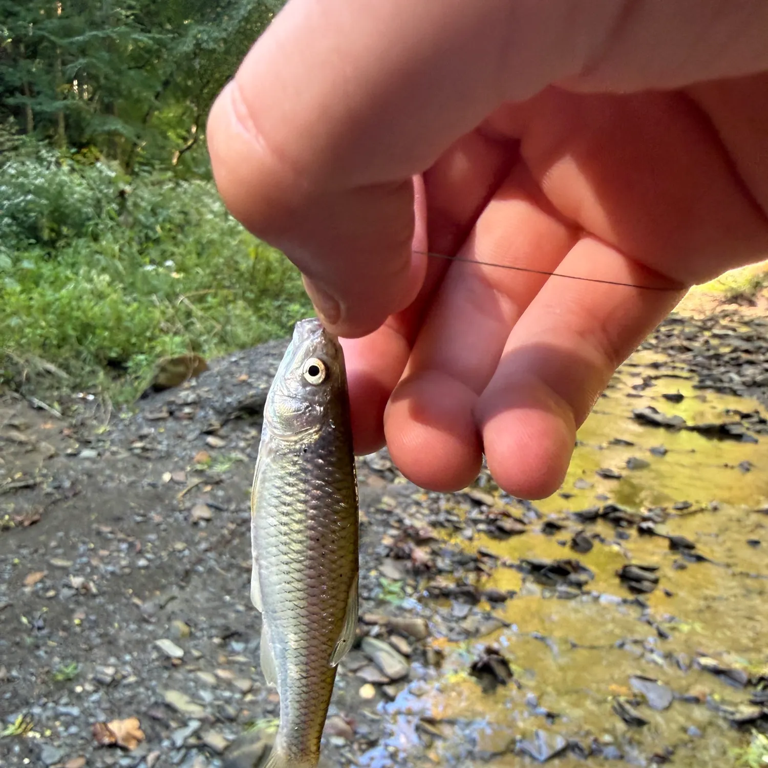 The most recent Spotfin shiner catches on Fishbrain