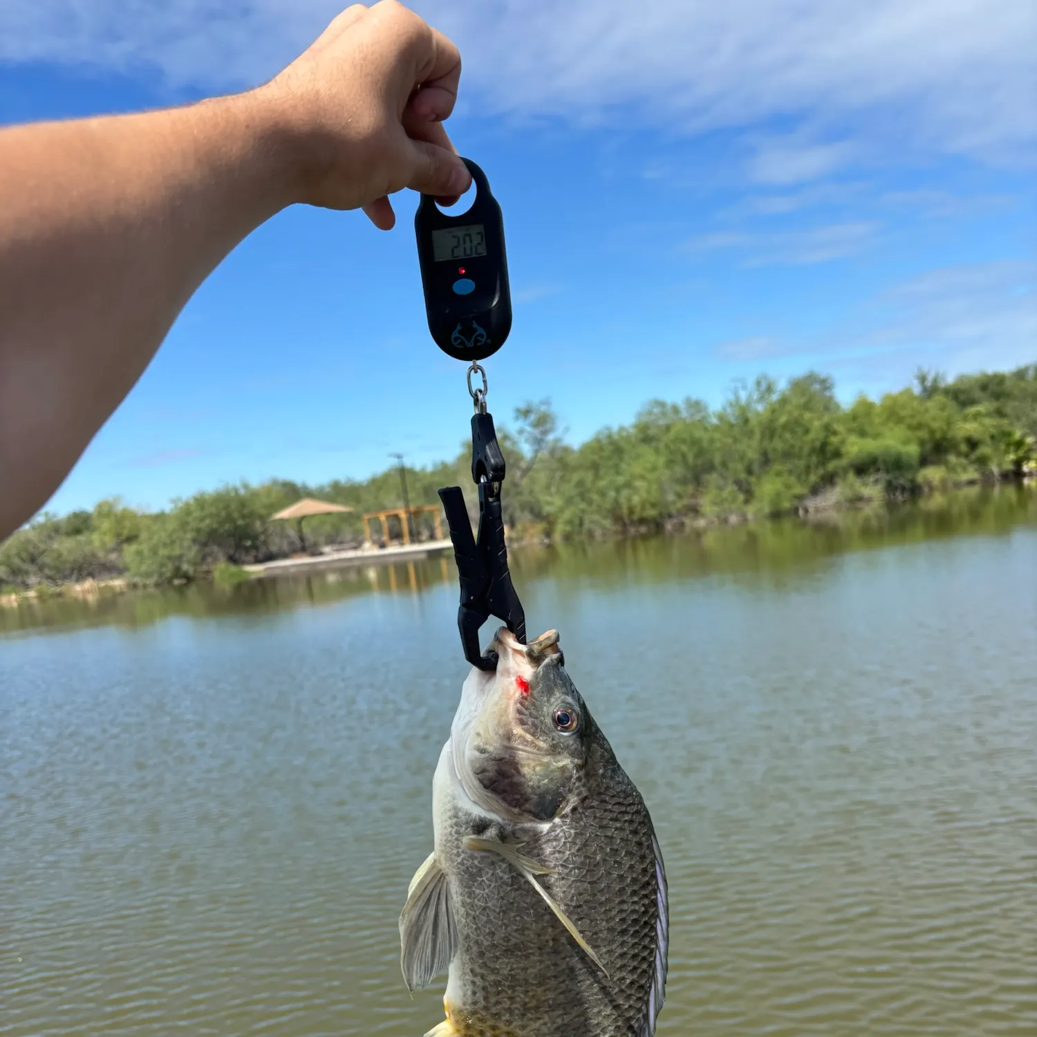 Nile tilapia caught on Fishbrain